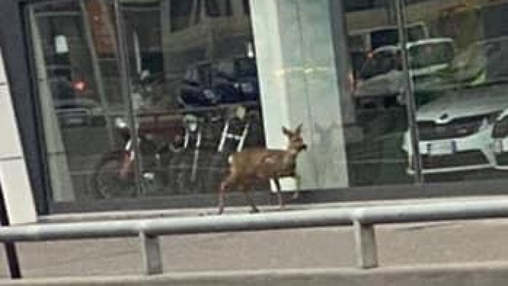 Dalla campagna alle strade cittadine, capriolo passeggia in via Beati