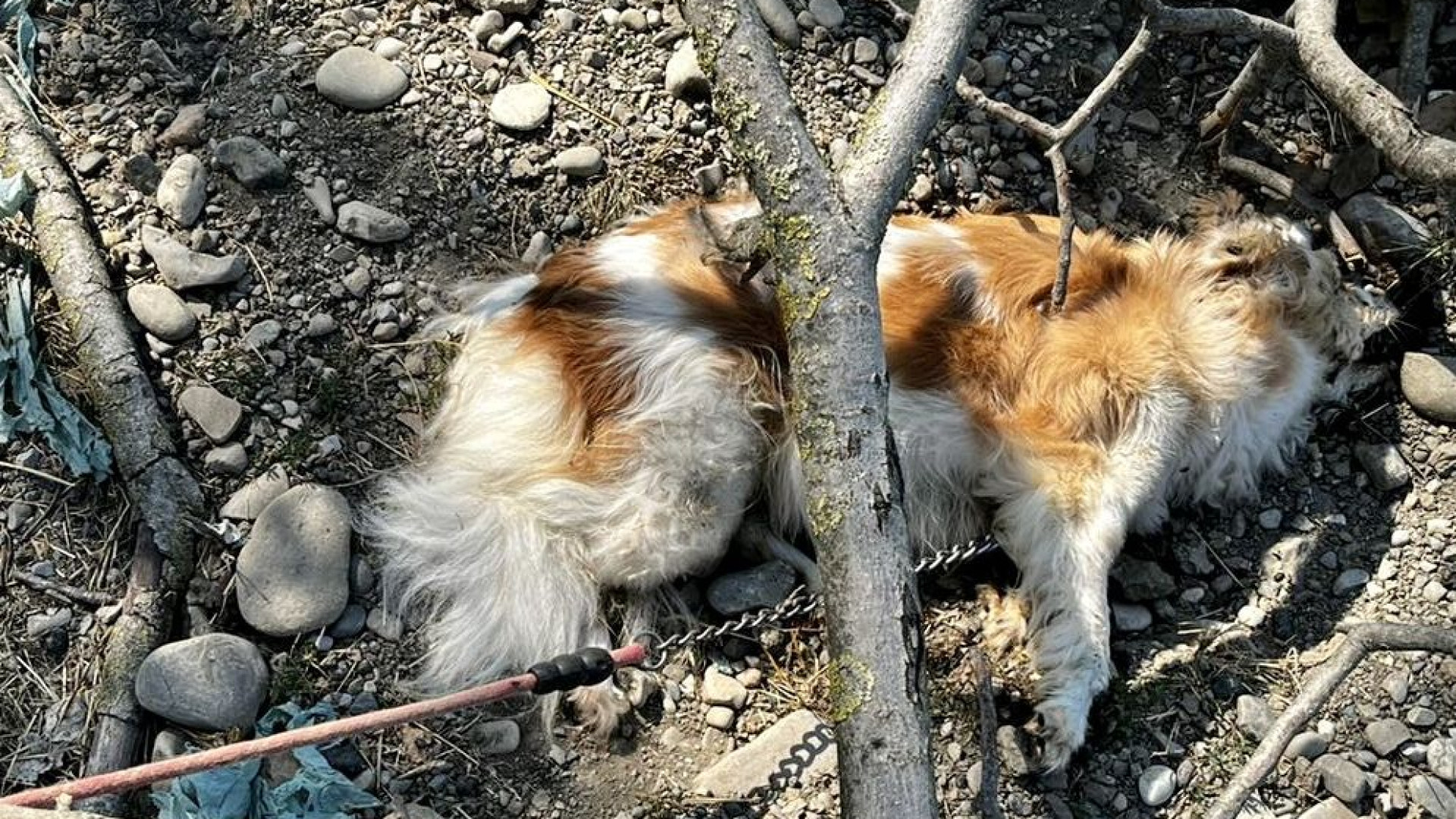 Cane morto legato a un albero: indagini a San Pietro. Ritrovamento di un pescatore