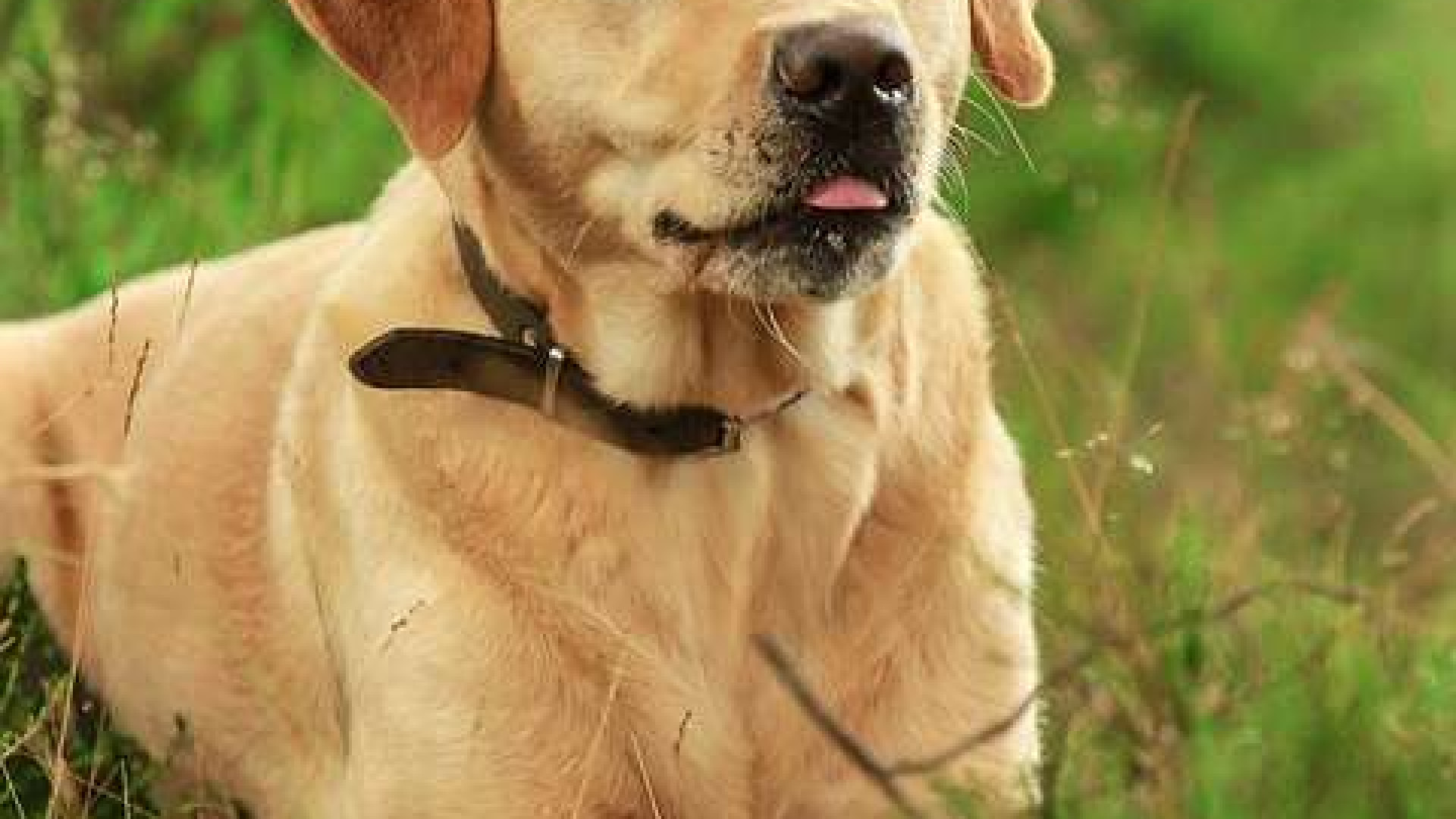 Cane sfugge al controllo e morde un passante. Proprietaria denunciata