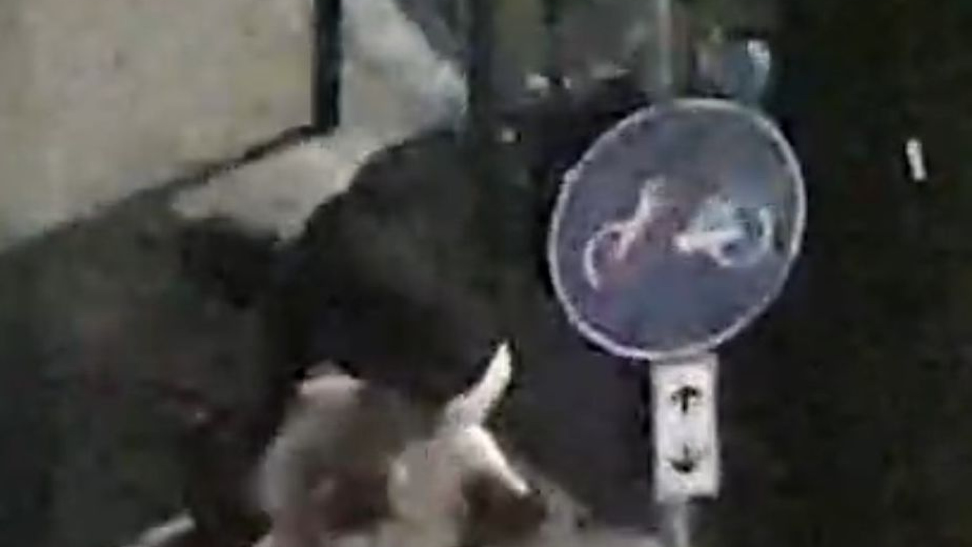 Corpus Domini: maranza in azione e un cane viene picchiato IL VIDEO