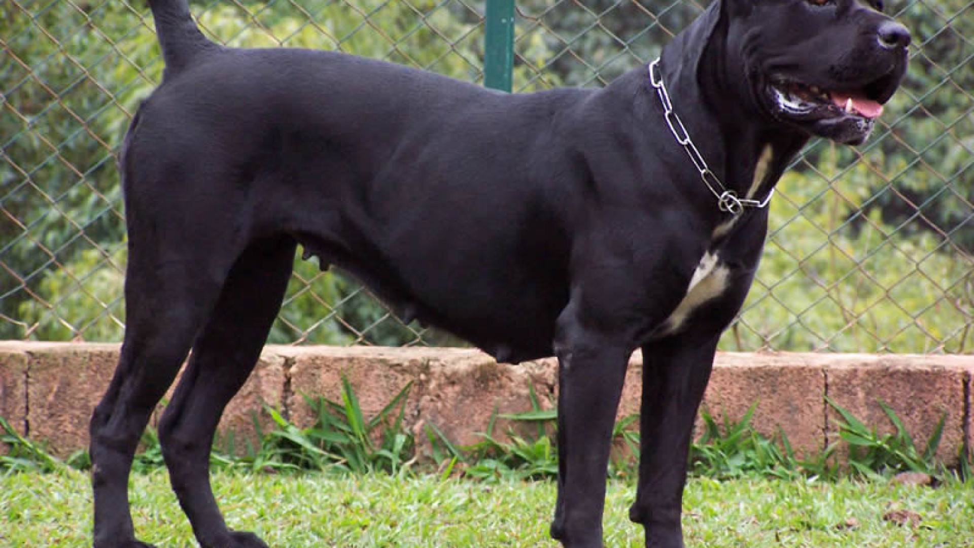 Bambino e papà attaccati da un cane: entrambi al pronto soccorso