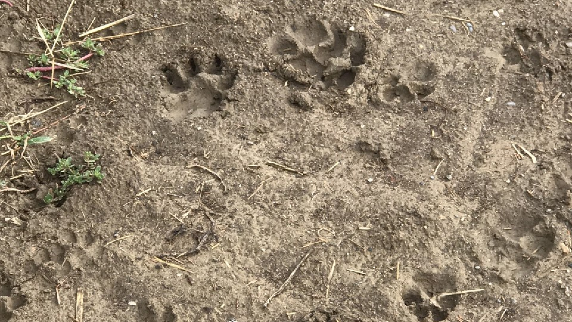 Lupi in alta Val Nure: "Aumentano gli attacchi agli animali da fattoria"