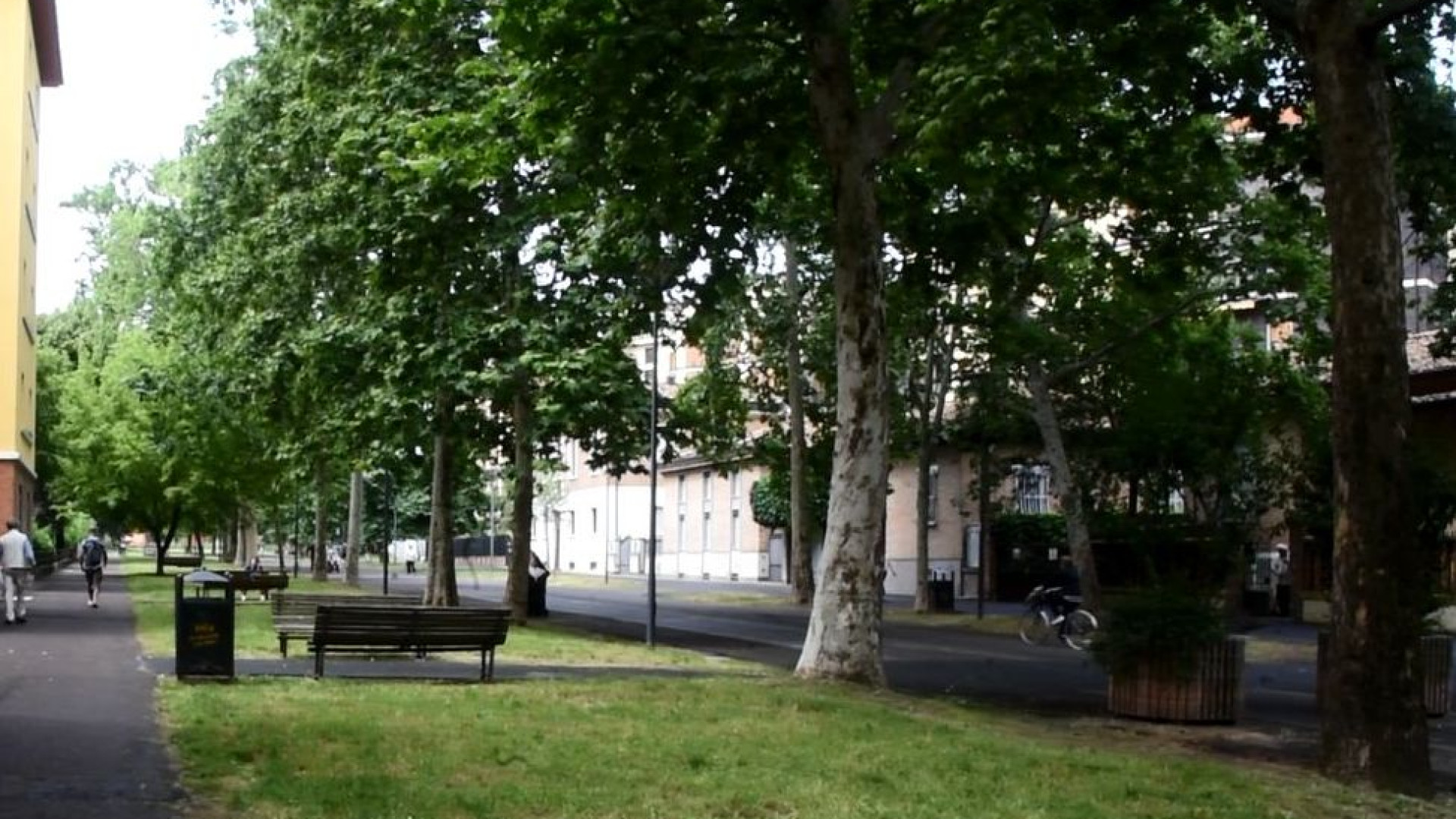 Verde urbano: 79 nuovi alberi nel 2020, 16 sul Pubblico Passeggio