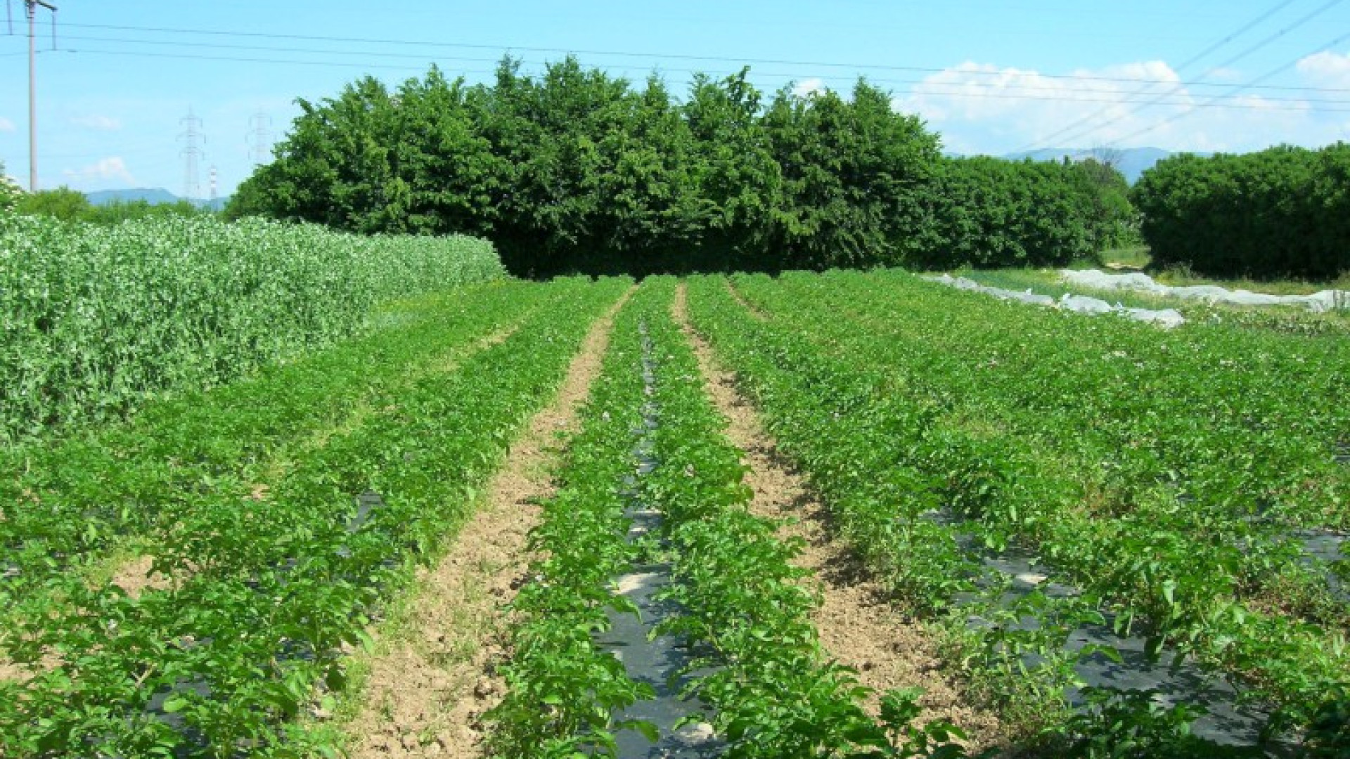 Agricoltura, anticipi per 18 milioni di euro a tremila aziende piacentine