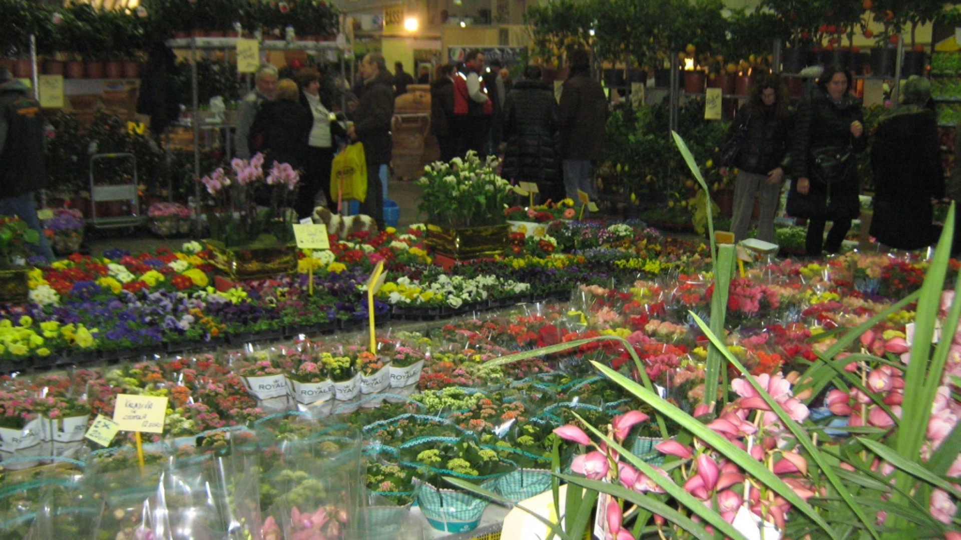 Api, fiori ed enogastronomia fanno il tutto esaurito a Piacenza Expo