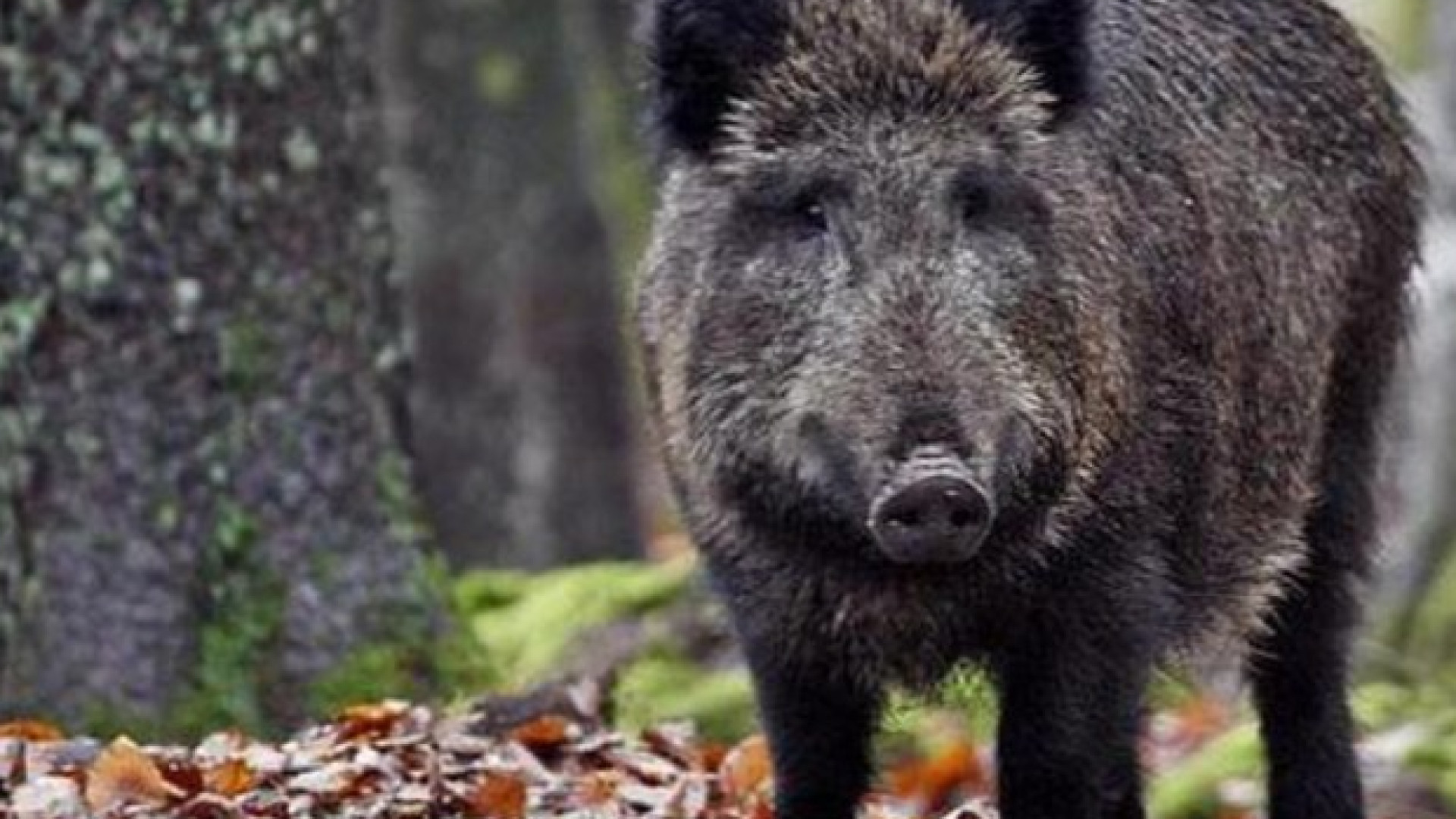 Allarme peste suina, anche nella nostra provincia stop alla caccia al cinghiale