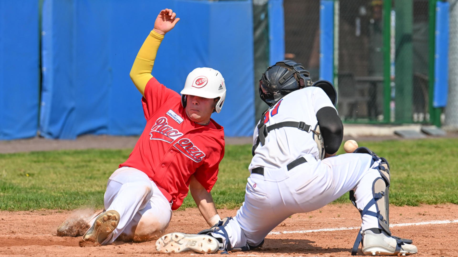 Piacenza Baseball a Novara per inseguire la salvezza matematica in Serie B
