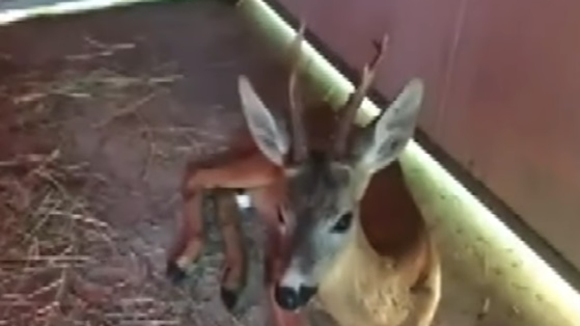 Lo spettacolare salvataggio di un capriolo operato dal Wild Life Rescue Center