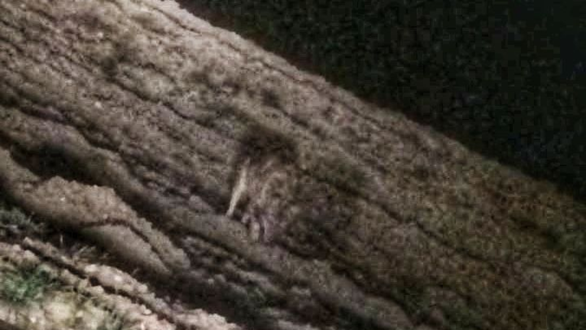 A Rustigazzo famiglia faccia a faccia con il lupo, a Rivergaro sbranati due daini in un giardino privato