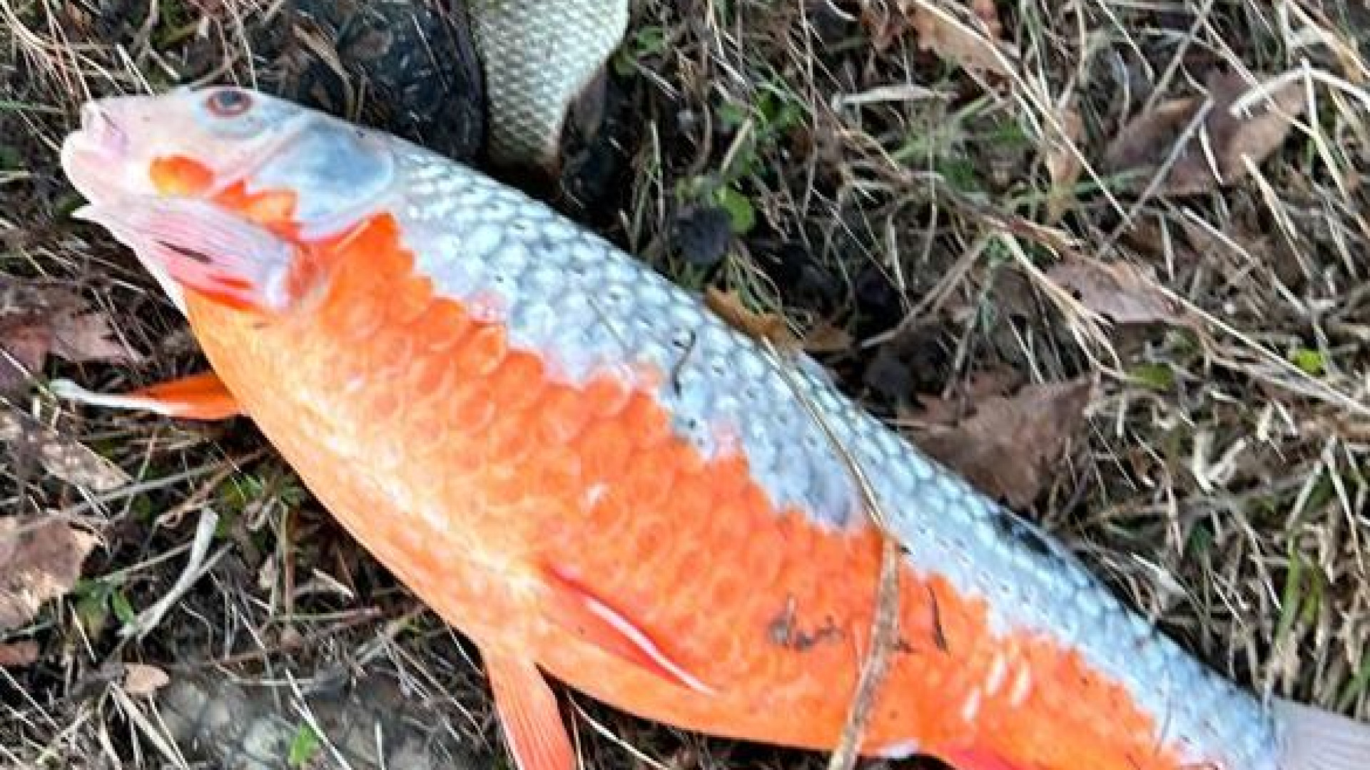 Cloro nell'acqua, pesci morti a Rustigazzo: allevatore di carpe fa causa al gestore