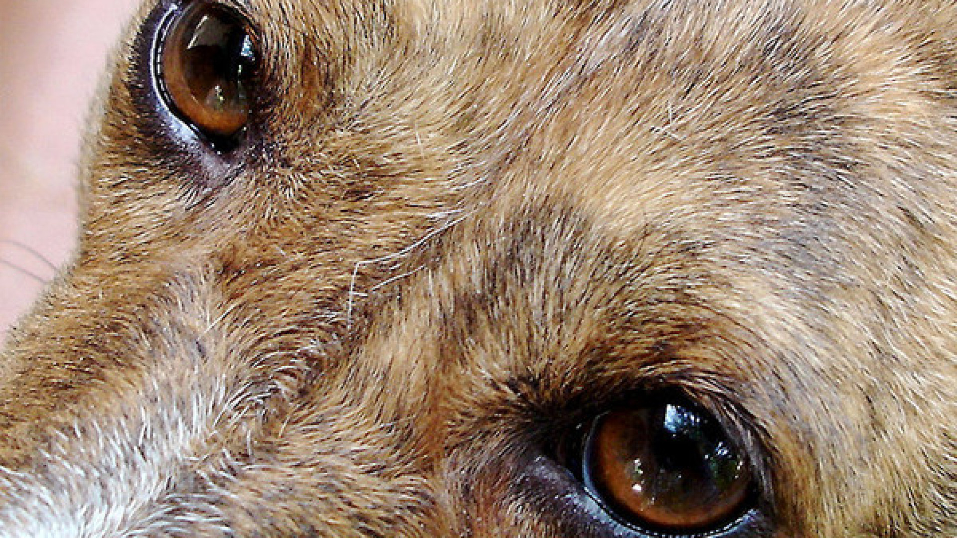 Bastonate al cane e furto in azienda: bottino di 10mila euro