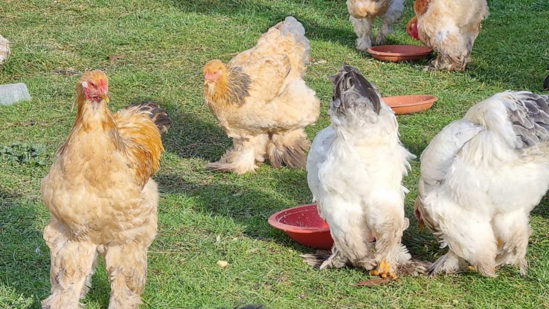 A Fontana di Coli per allevare le loro galline "felici". Nuova vita per Saverio e Pamela