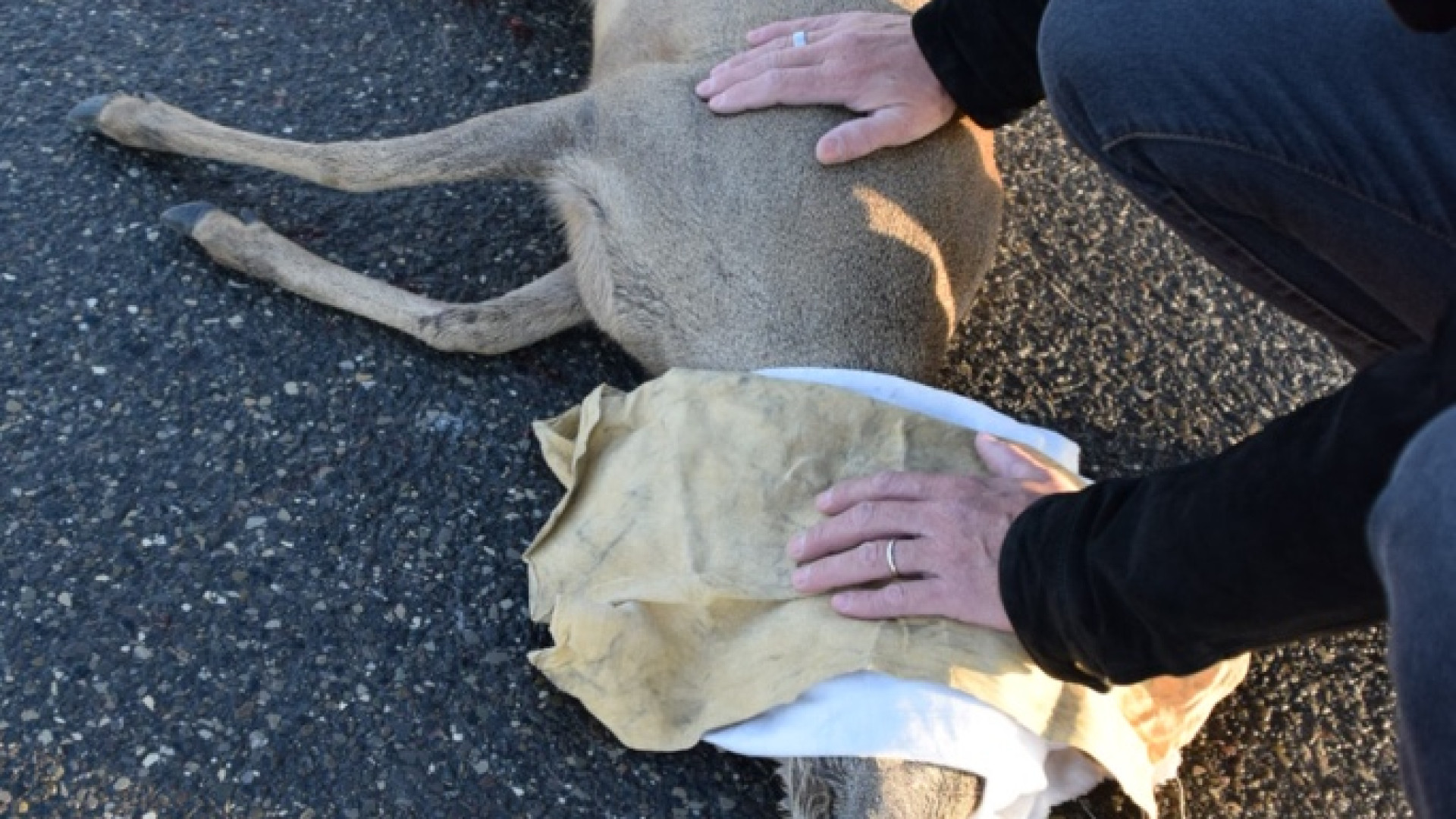 Lesione cervicale, non ce l'ha fatta il "bambi" investito. Il video