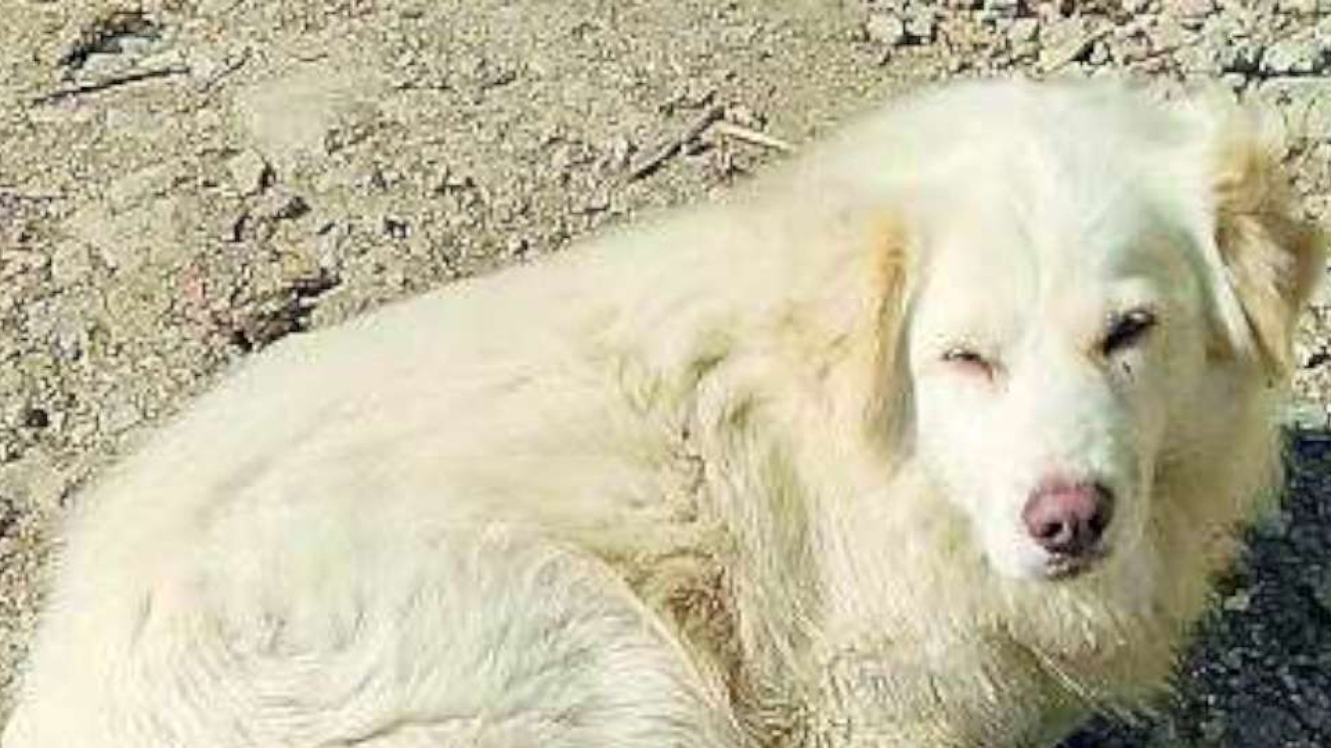 Sfrattato, con undici cani: da Bettola scatta l'appello per trovargli una nuova casa