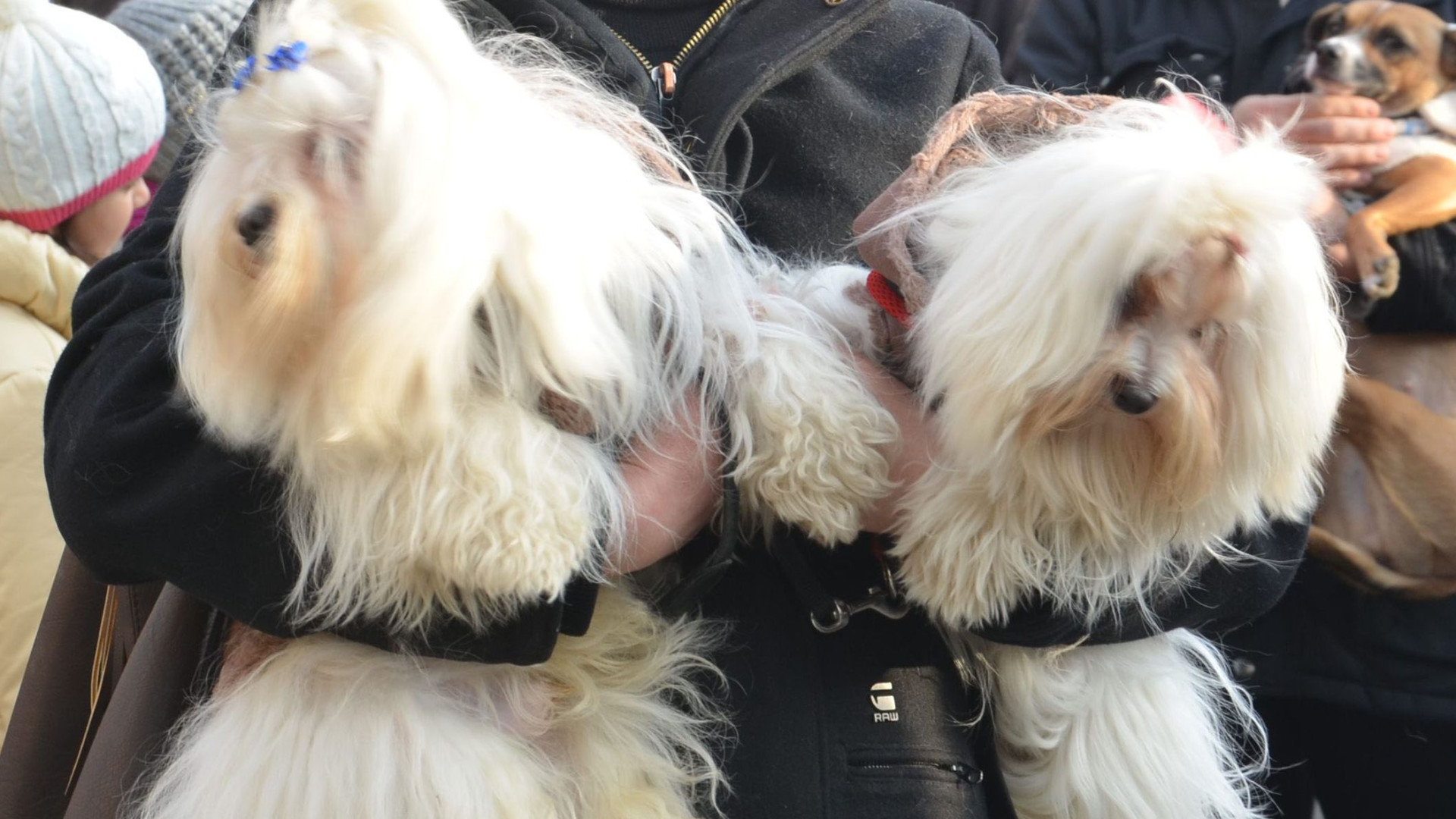 Benedizione animali e camminata: Sant'Antonio si prepara alla sagra