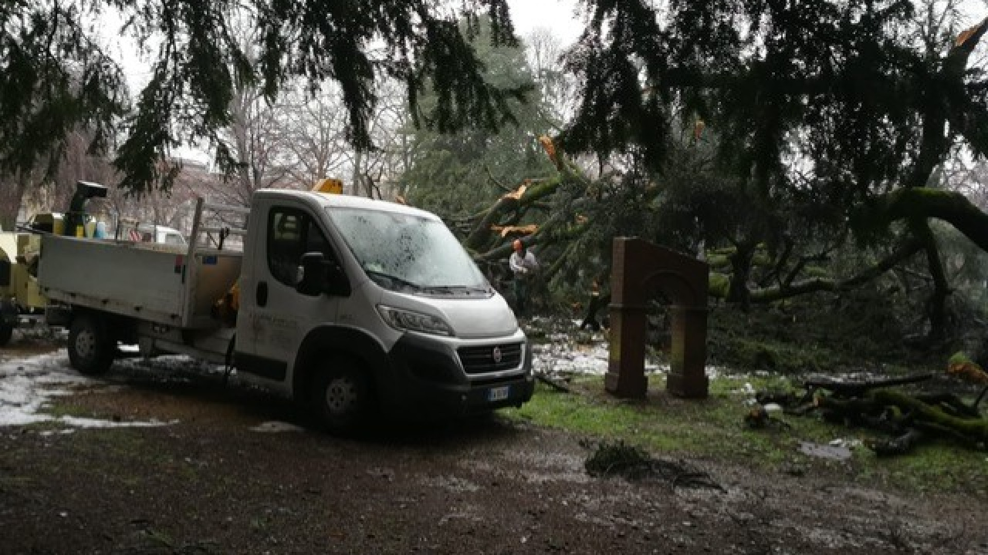 Teli di juta per salvare il cedro secolare crollato ai giardini Margherita