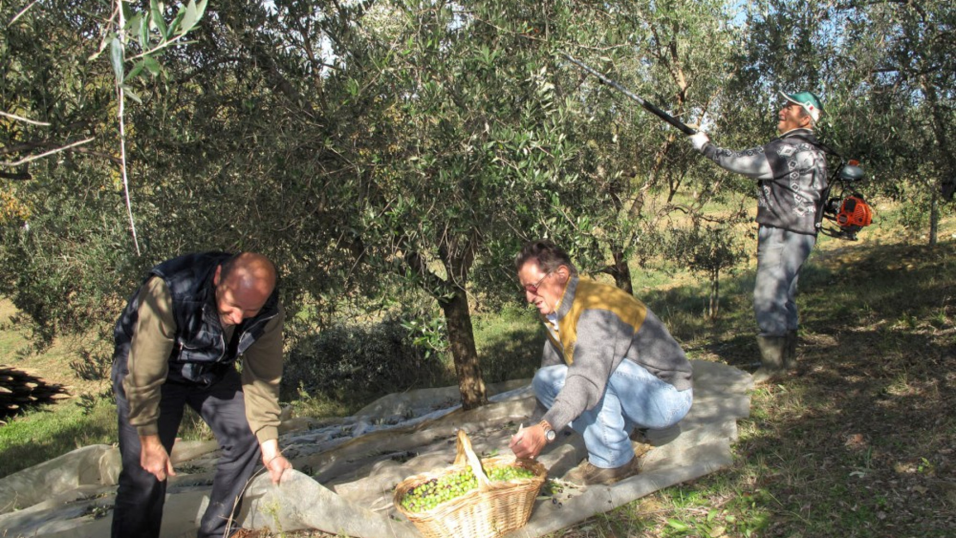 Olio della Val Tidone, annata record: 500 litri da 40 quintali di olive