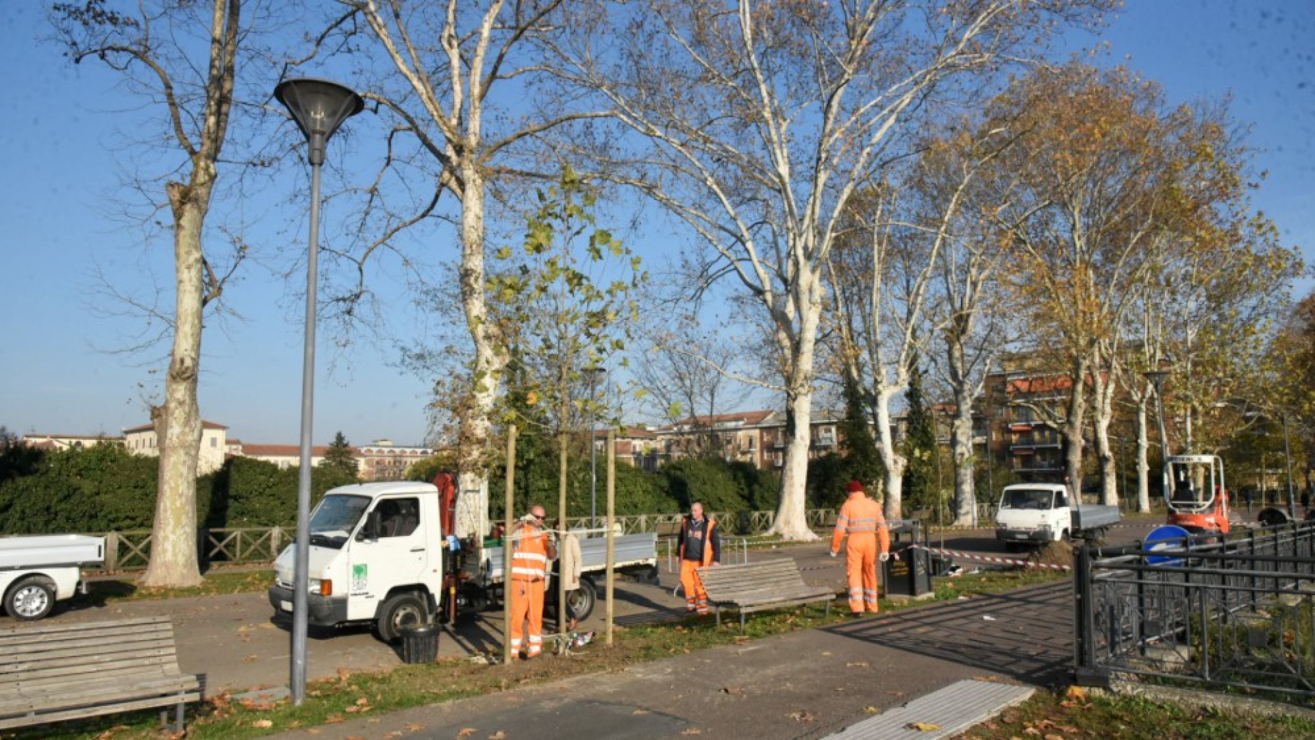 Saranno abbattuti i due platani malati sul Facsal: |10 nuovi esemplari in arrivo