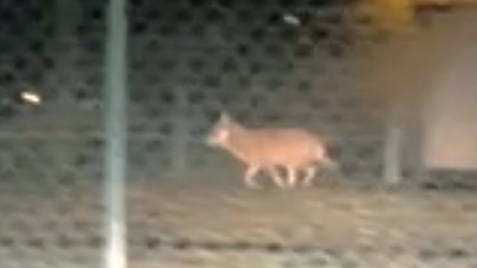 Carpaneto, lupo avvistato tra le case e nell'area sgambamento cani