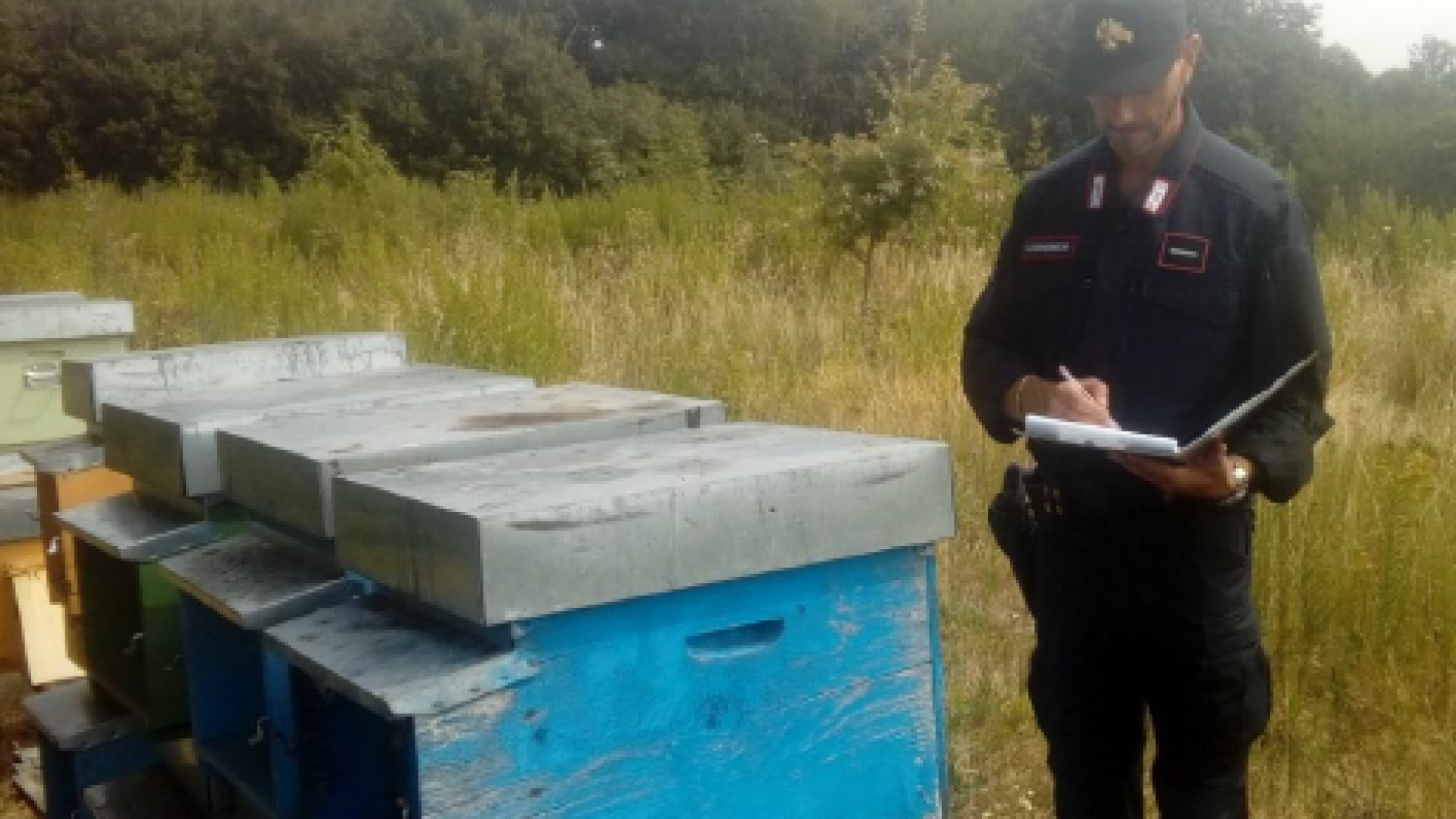 Furti di alveari: 11 casi denunciati ai carabinieri forestali