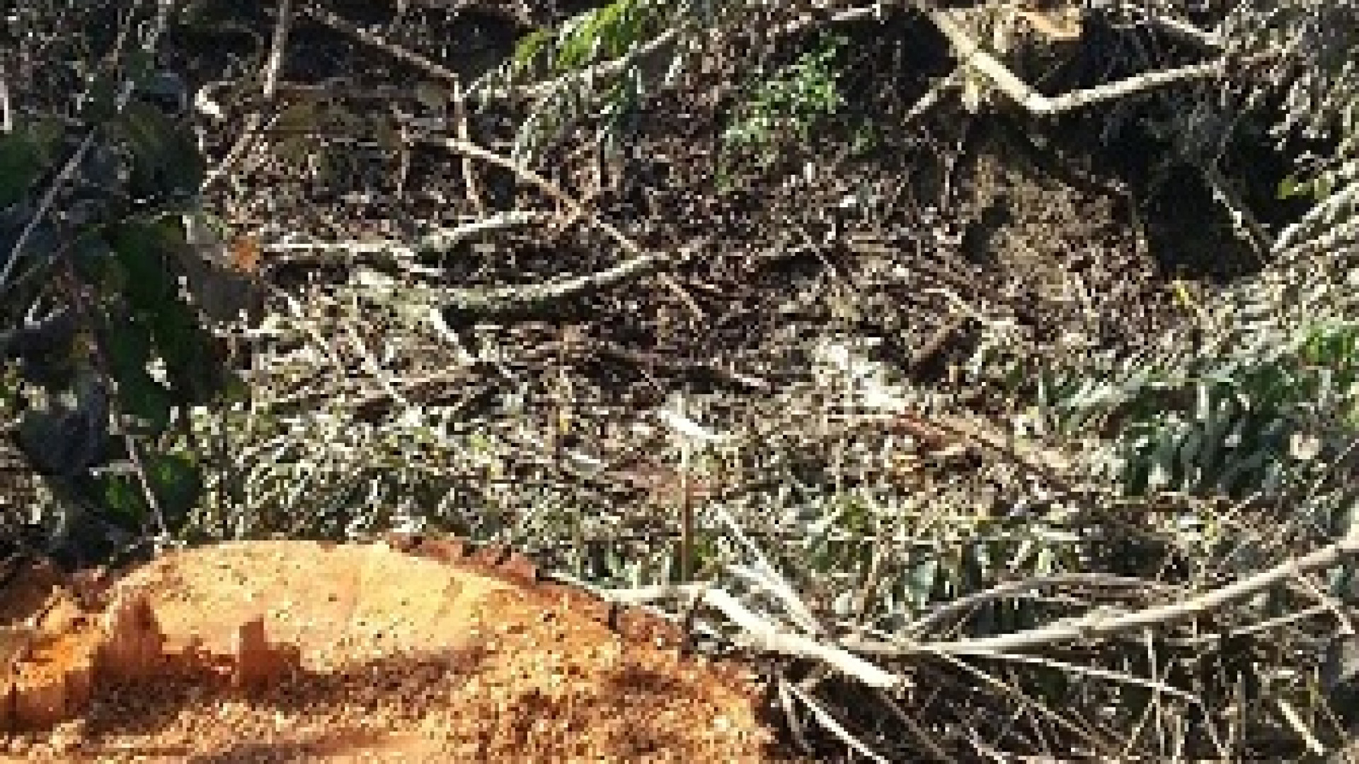 Piante abbattute in via Turati, è polemica. Il Consorzio: “Pericolose”