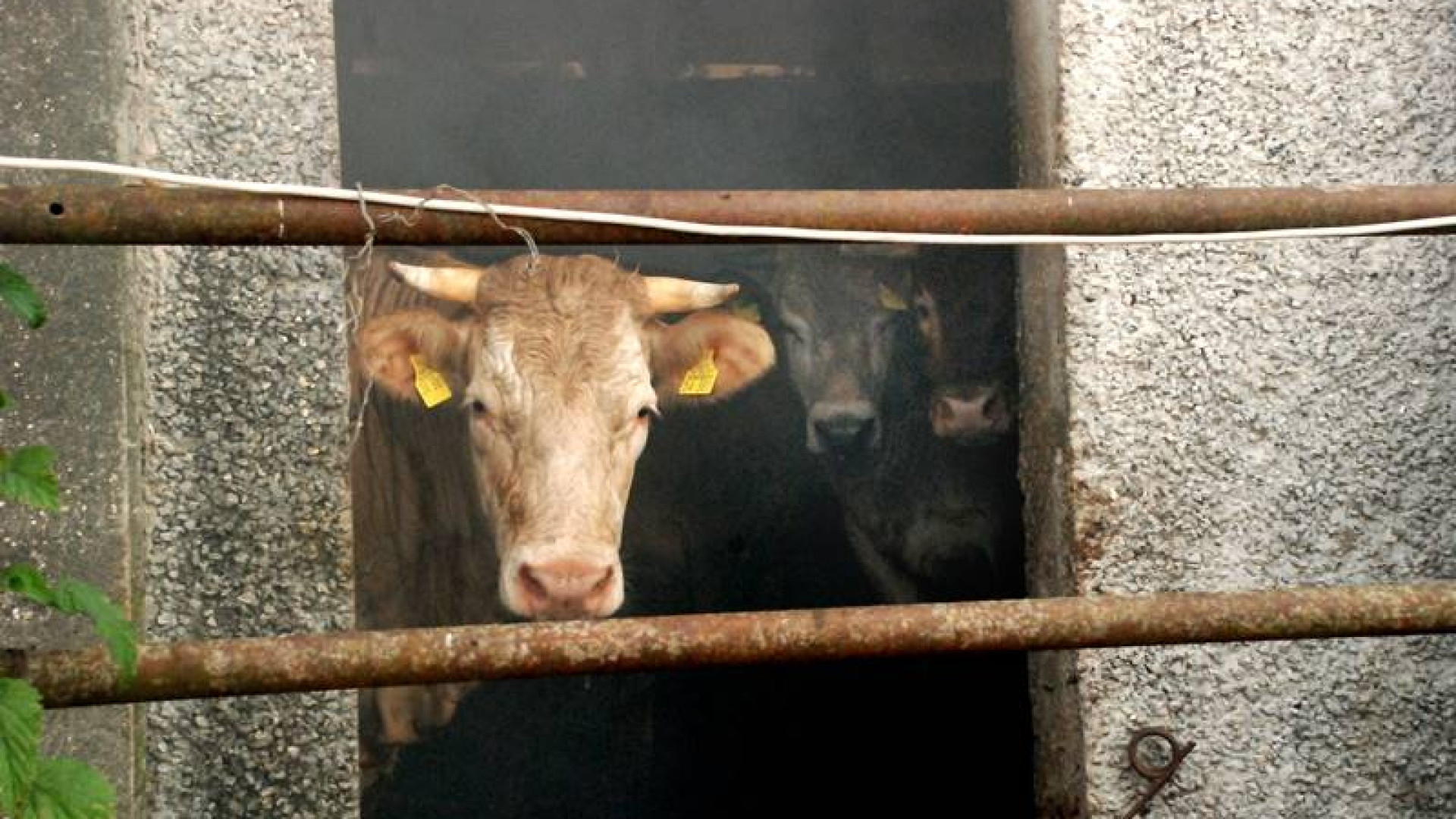 Allevatori: cala del 5% la produzione bovina. Chiuse 5 imprese piacentine