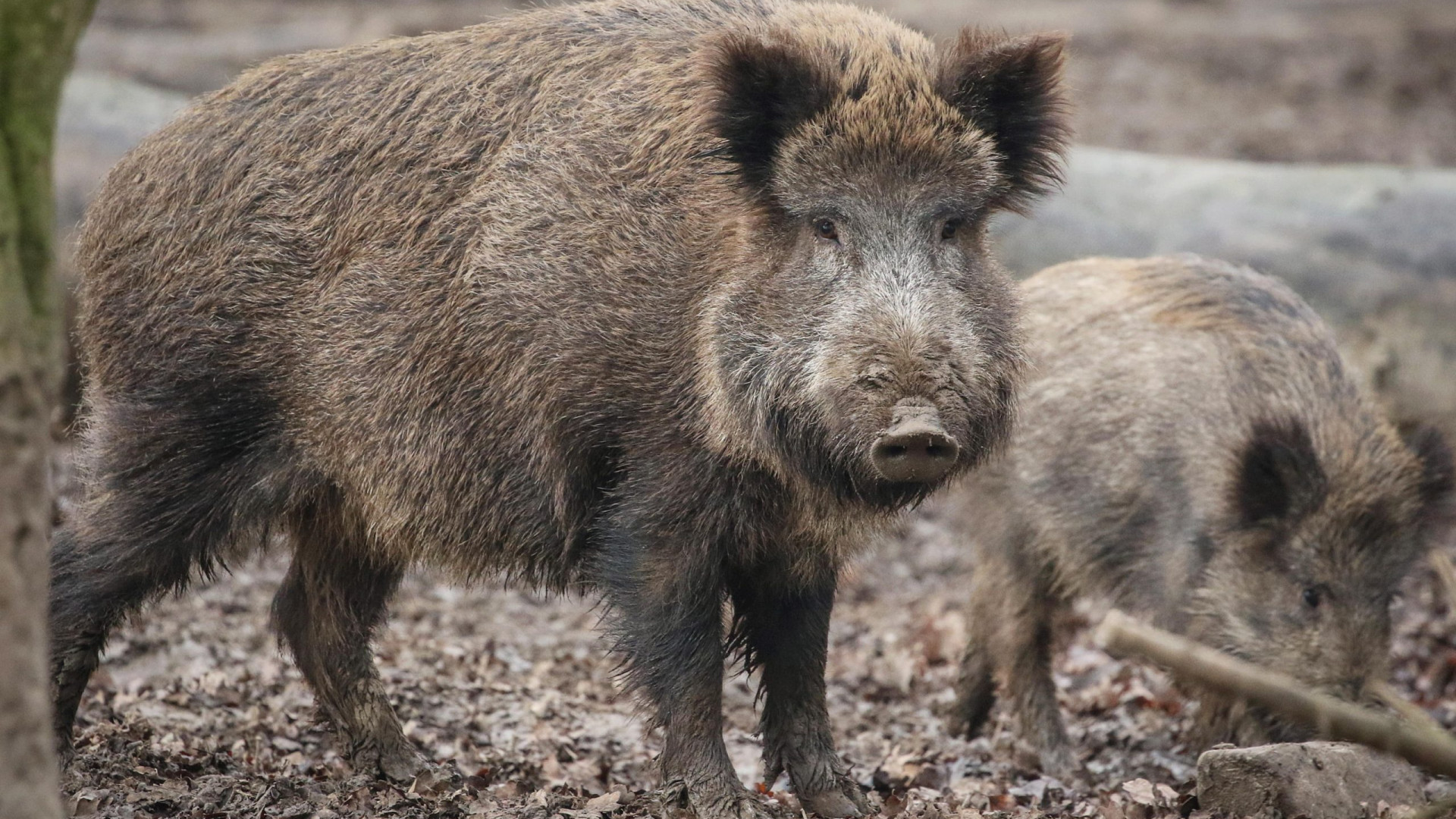 Peste suina, primo caso nel Piacentino: test positivo sulla carcassa di un cinghiale