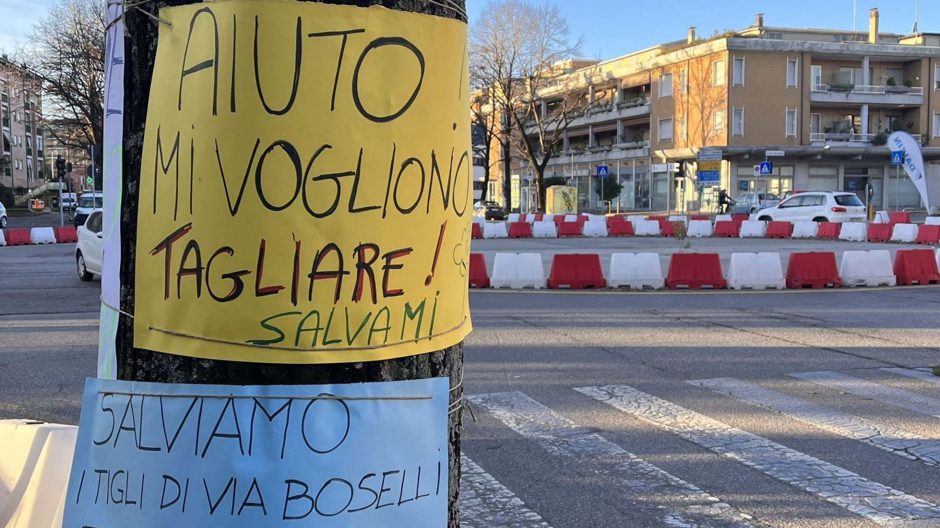 Nuova mobilitazione pro alberi: "Salvate i tigli di via Martiri e via Boselli"