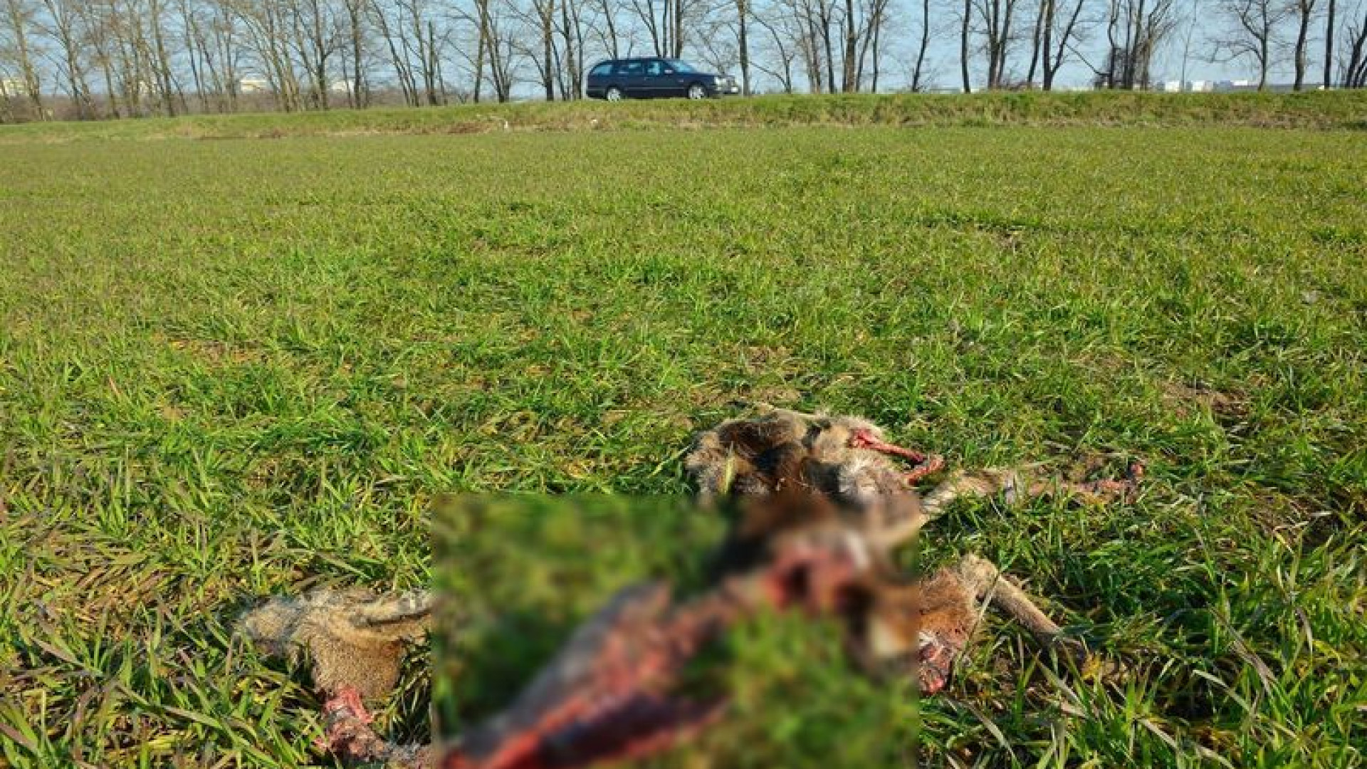 Allarme lupi: capriolo sbranato da un branco alle porte della città