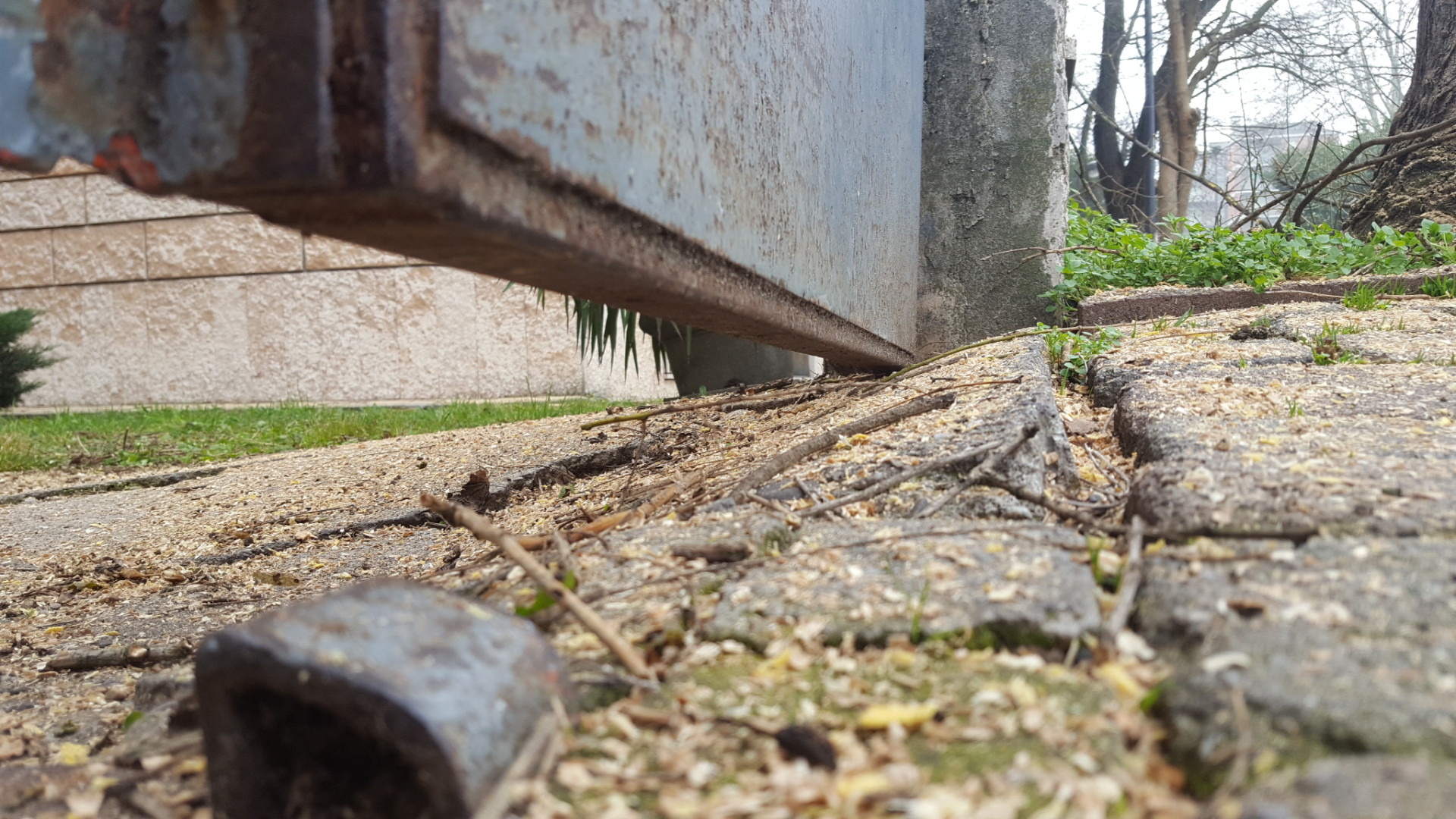 Alberi, nuovi abbattimenti. Il Comune: "Troppi danni, ripianteremo aceri"