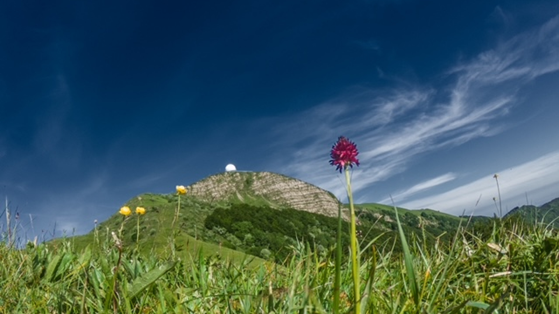 I fiori colorano il monte Lesima, andiamo alla scoperta della Nigritella nigra