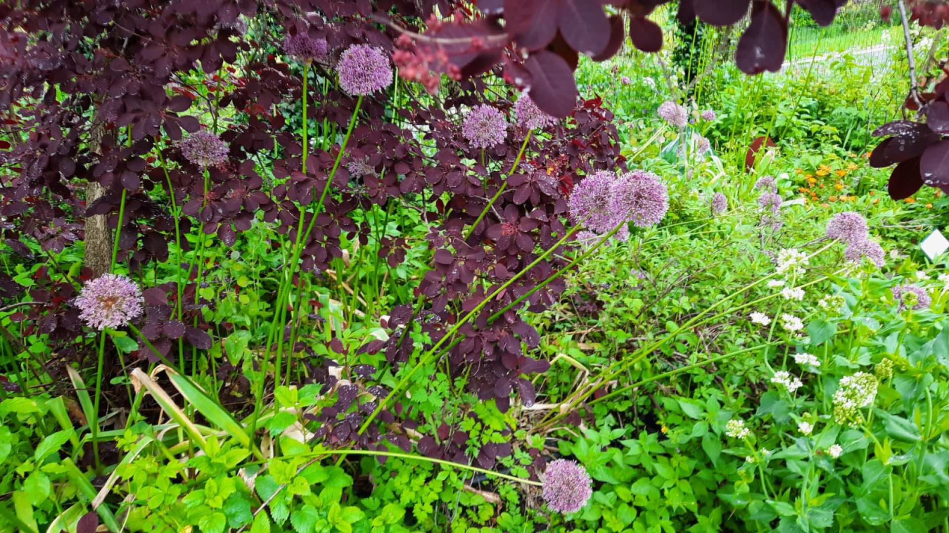 La bellezza del giardino botanico Caplez: oltre 1.800 tra fiori e piante in Val Tidone