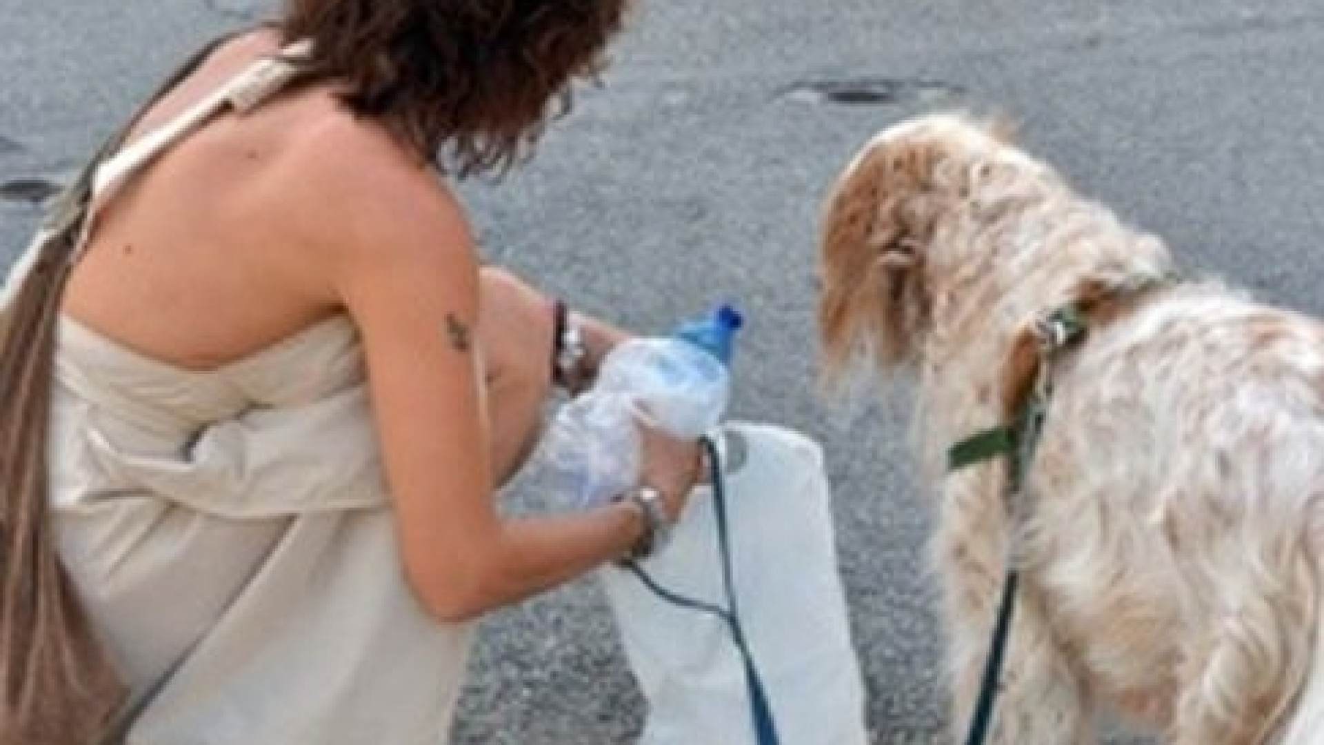 "Fido sporca? Pulire con acqua". Confedilizia premia Caminata
