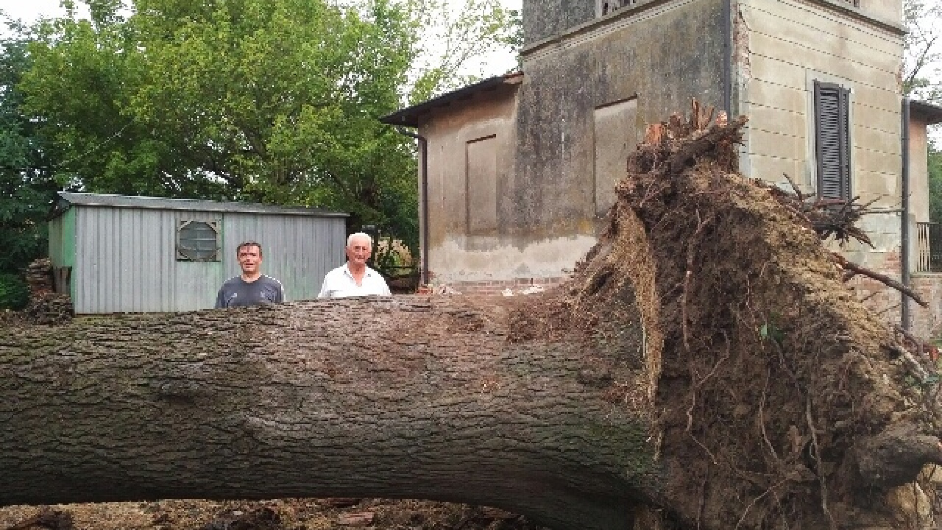 Crolla il cedro secolare di Ganaghello. I residenti: “Era il simbolo del paese”