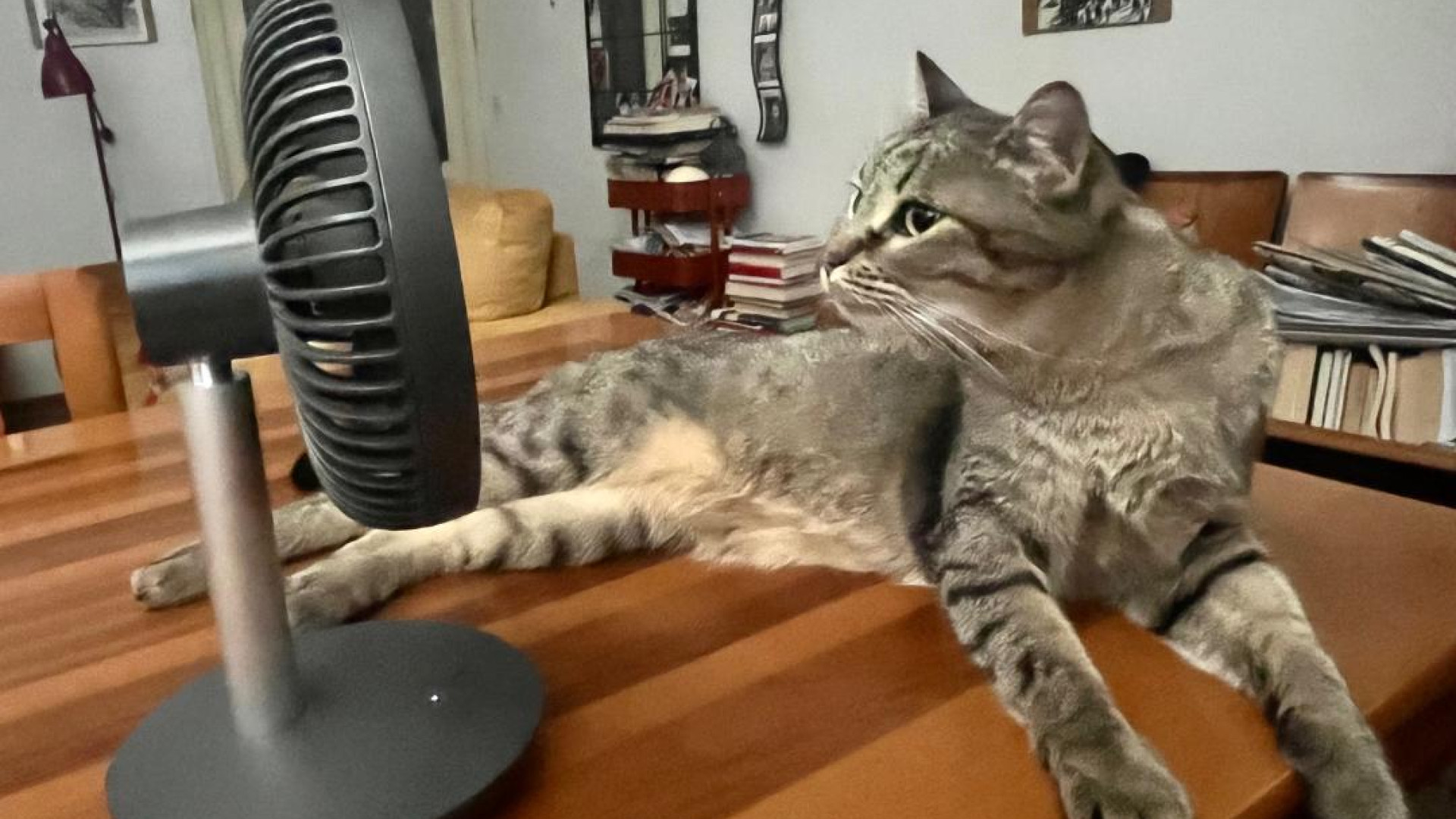 Il caldo colpisce anche cani e gatti: i consigli degli esperti per proteggerli