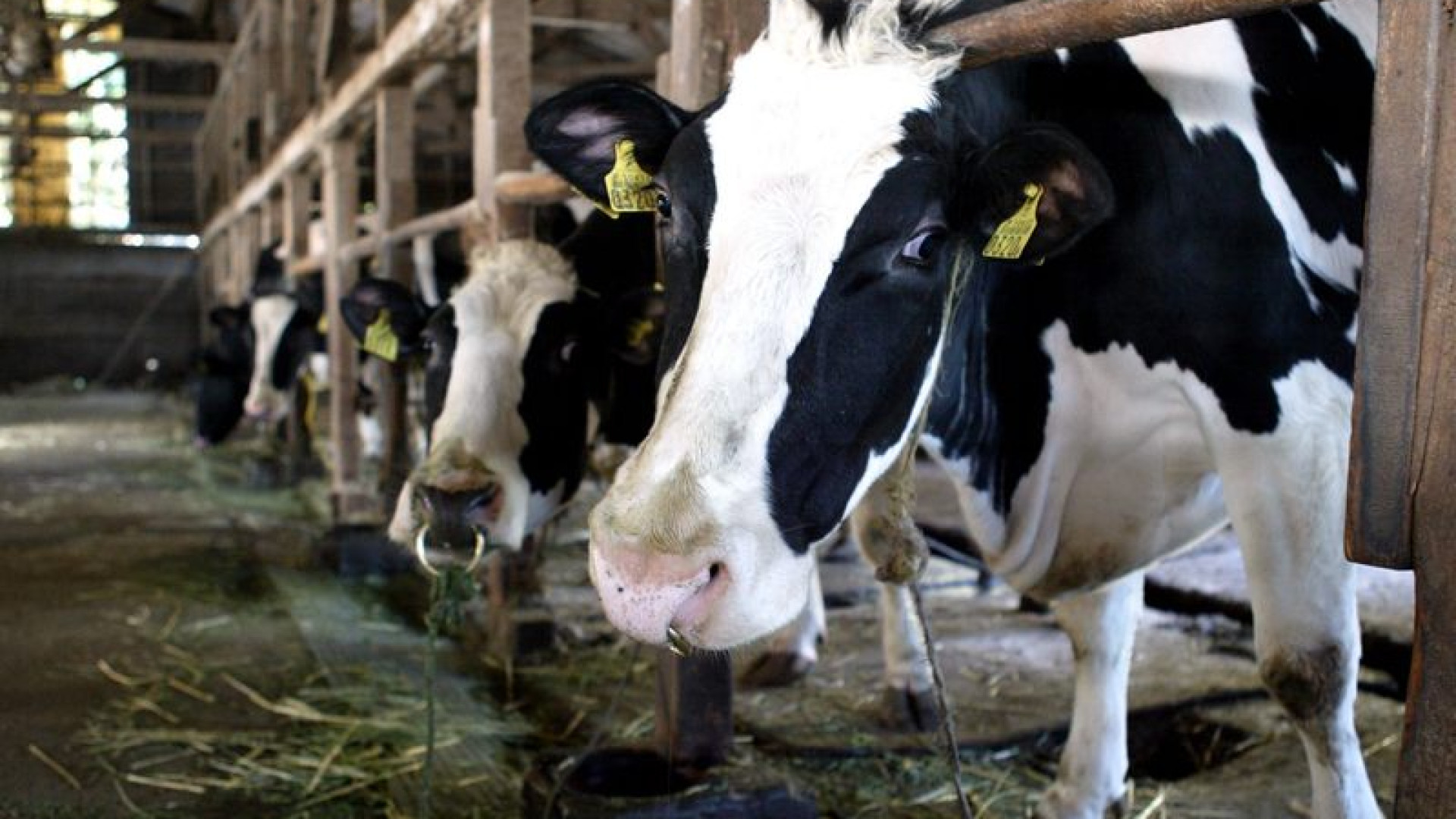 Farmaci veterinari illeciti: un piacentino tra gli indagati