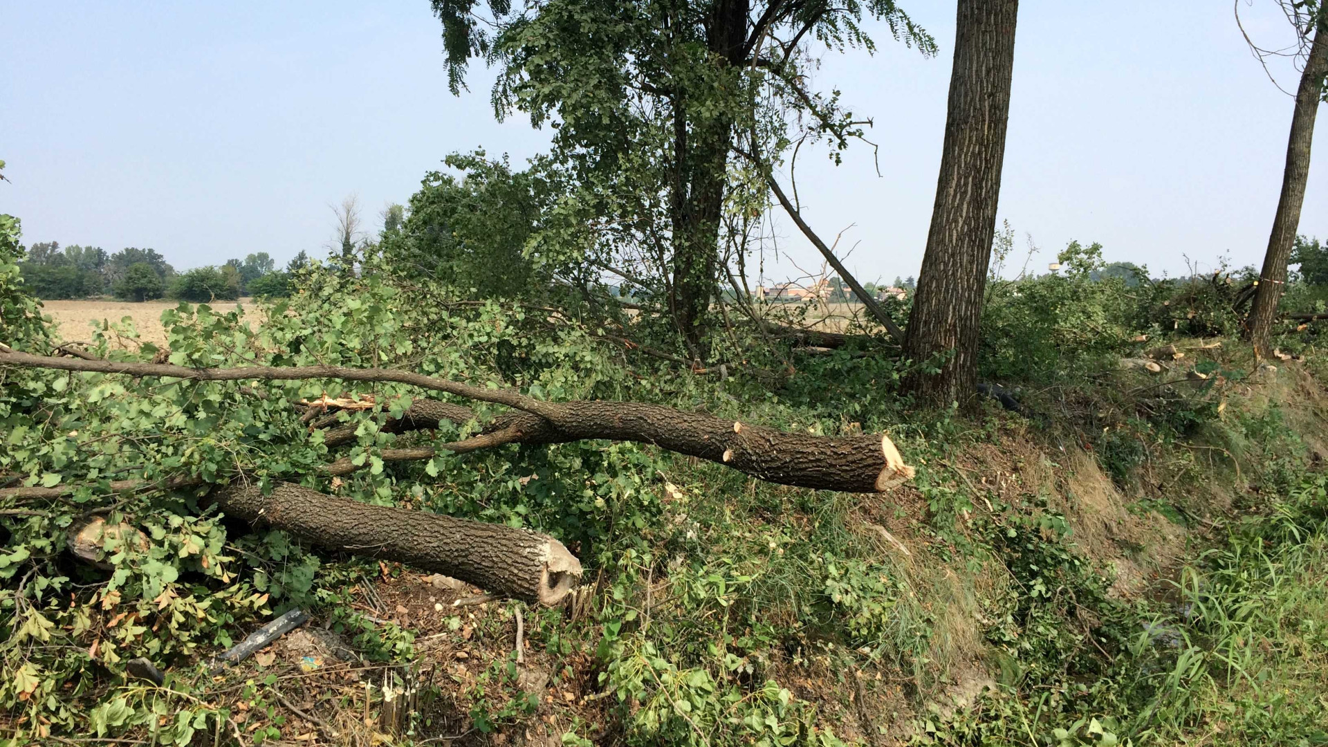 Gossolengo, iniziato l’abbattimento degli alberi lungo il rio Comune
