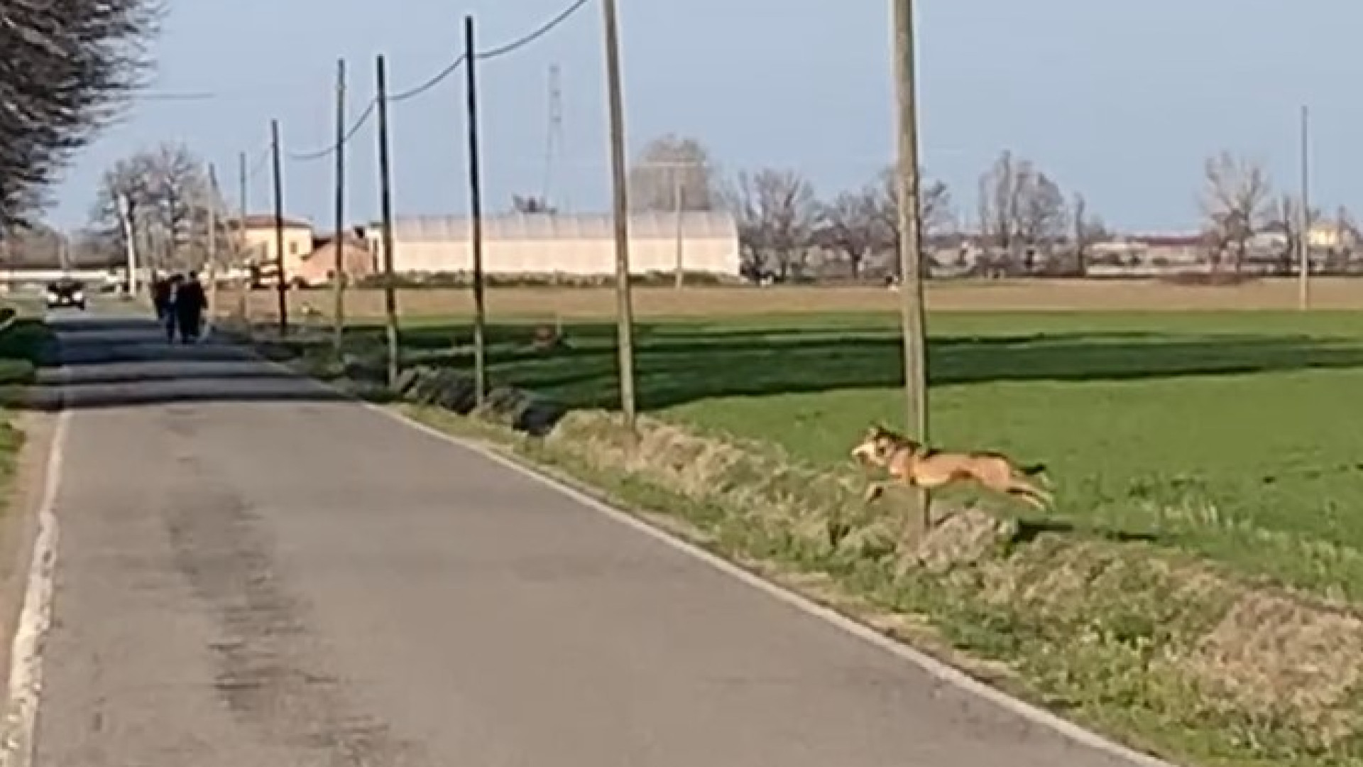 Il balzo per attraversare la strada e il lupo prende la via dei campi. VIDEO