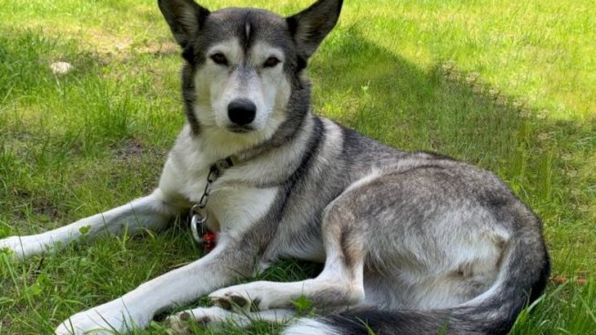 Via al patentino per i cani a Piacenza: domani inizia il corso per ottenerlo