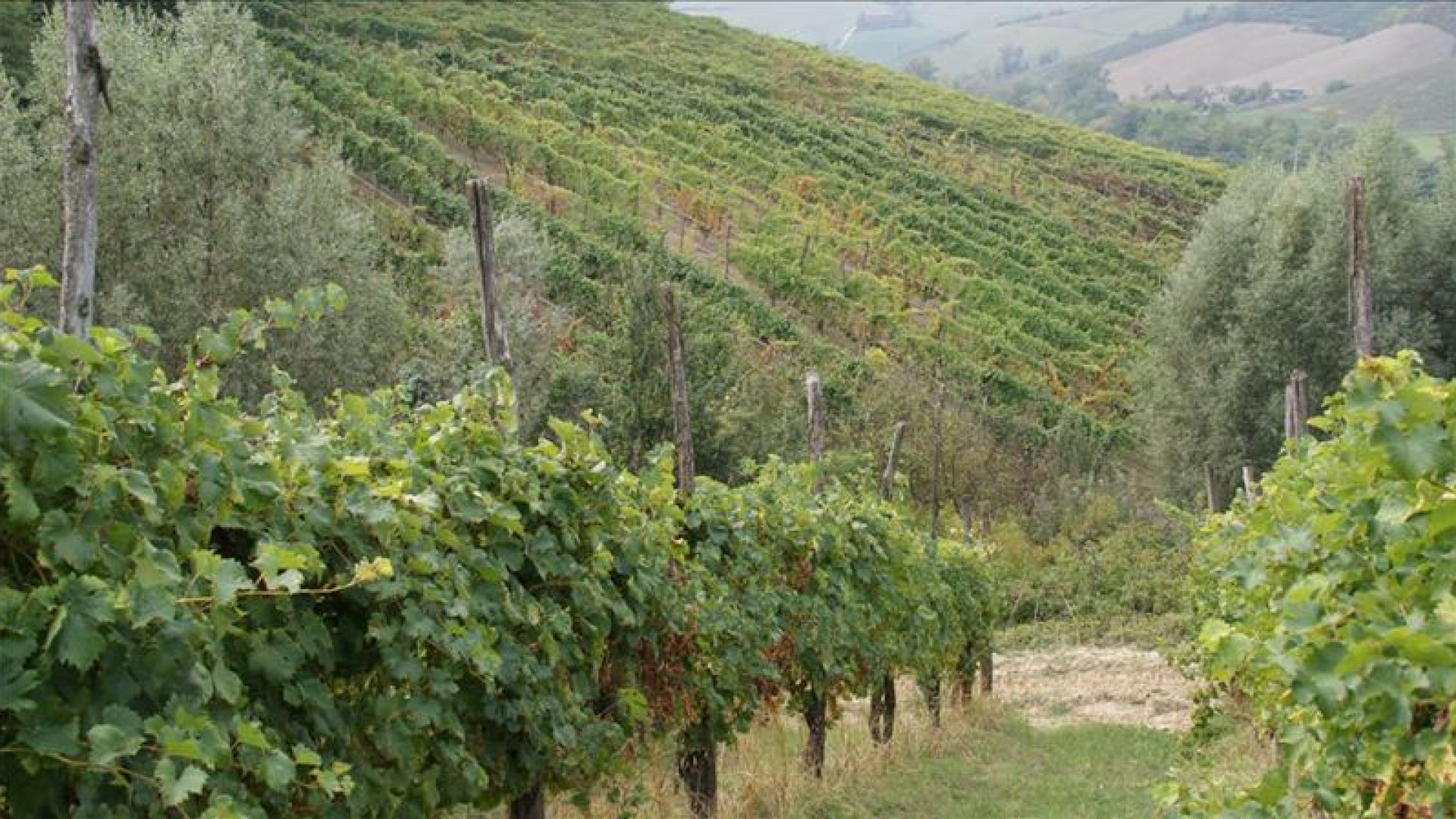E' Piacenza la provincia emiliana con la maggior concentrazione di vini Doc