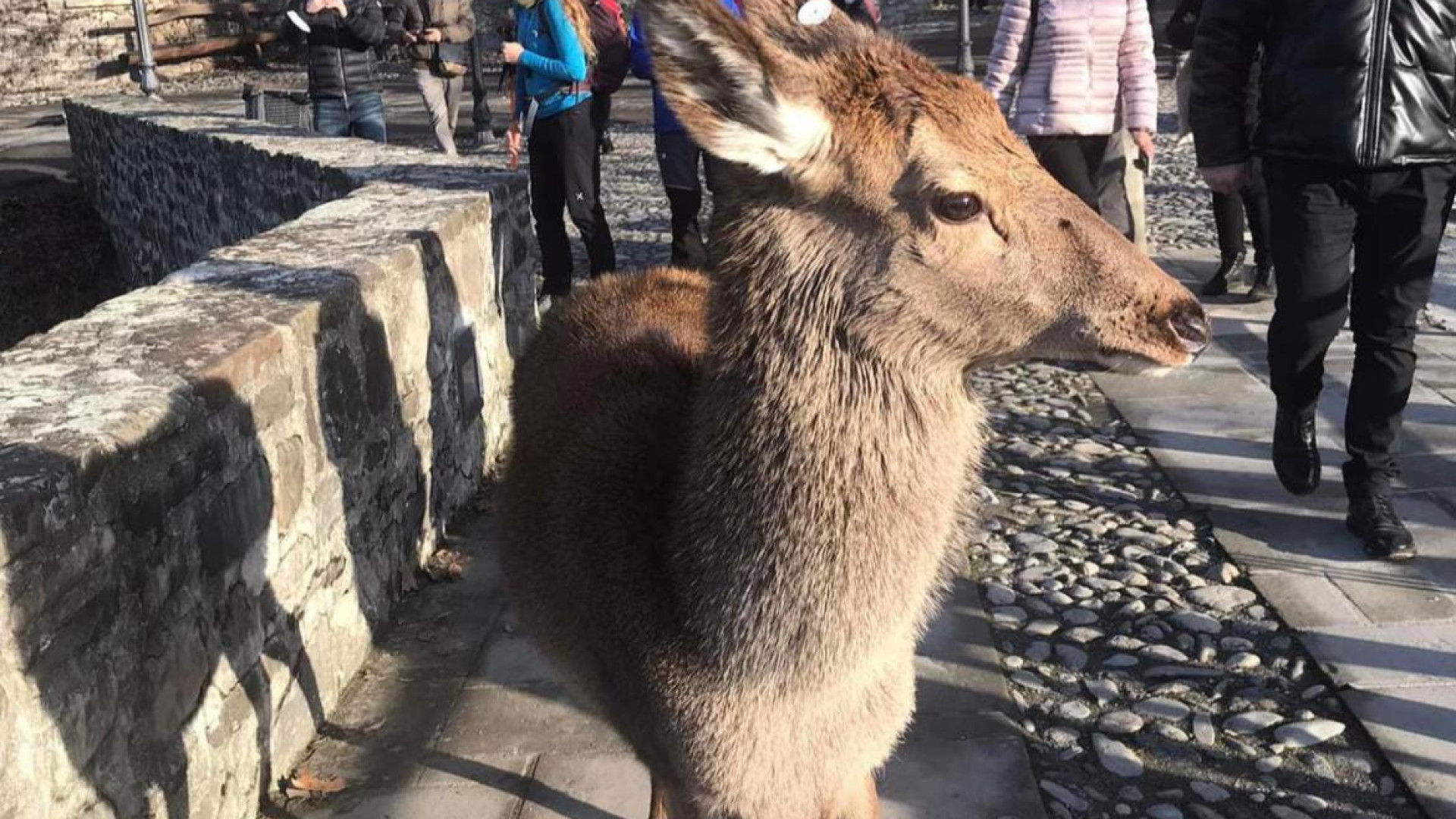 Nel pomeriggio dell'Epifania sul ponte gobbo di Bobbio passeggia anche una cerva