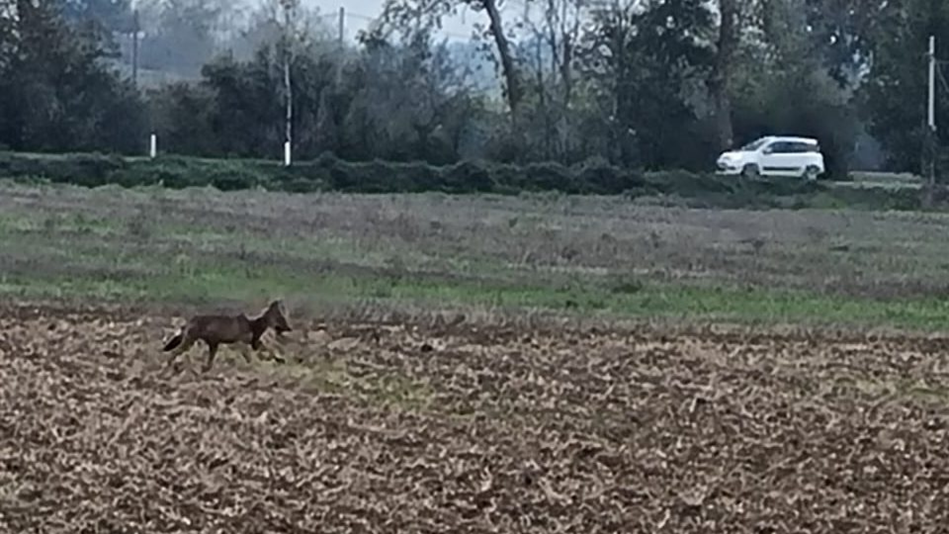 Lupo avvistato di pomeriggio a Gragnanino e Roncaglia: "Timori per gli animali"