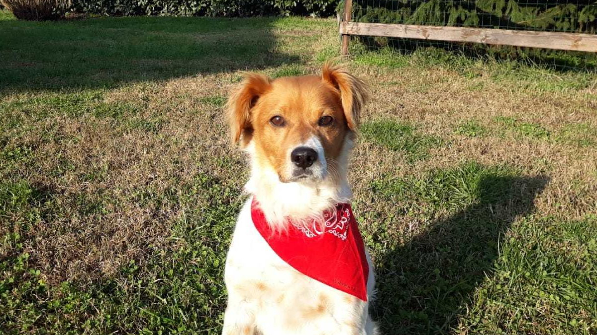 Cane fuggito a Mareto, maxi ricompensa di una lodigiana: "Offro 20mila euro"