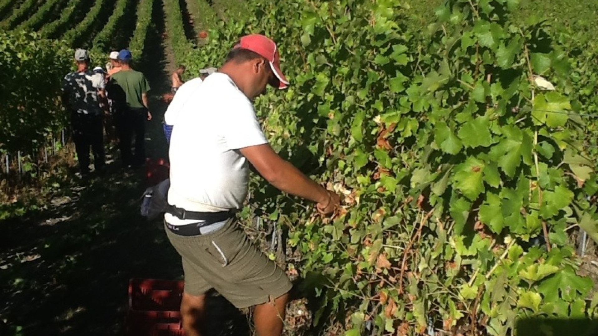Viticoltori alle prese con la vendemmia. Si conferma un’ottima annata