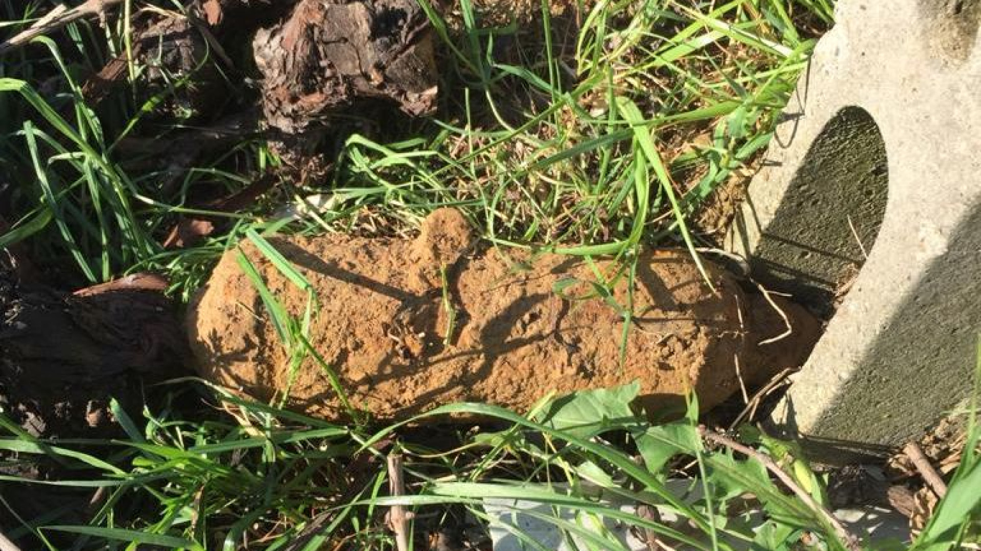 Bomba d'aereo nel vigneto a San Giorgio, intervengono gli artificieri