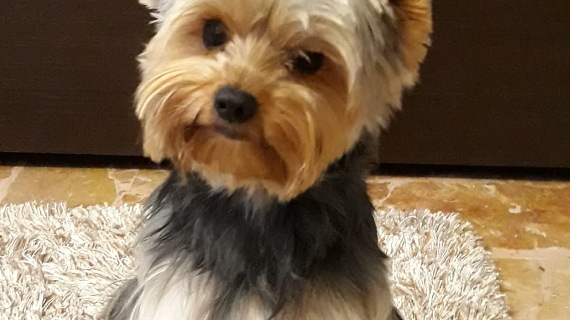 Caccia al "cane killer". Il Comune: "Pugno di ferro contro i padroni fuggiti"