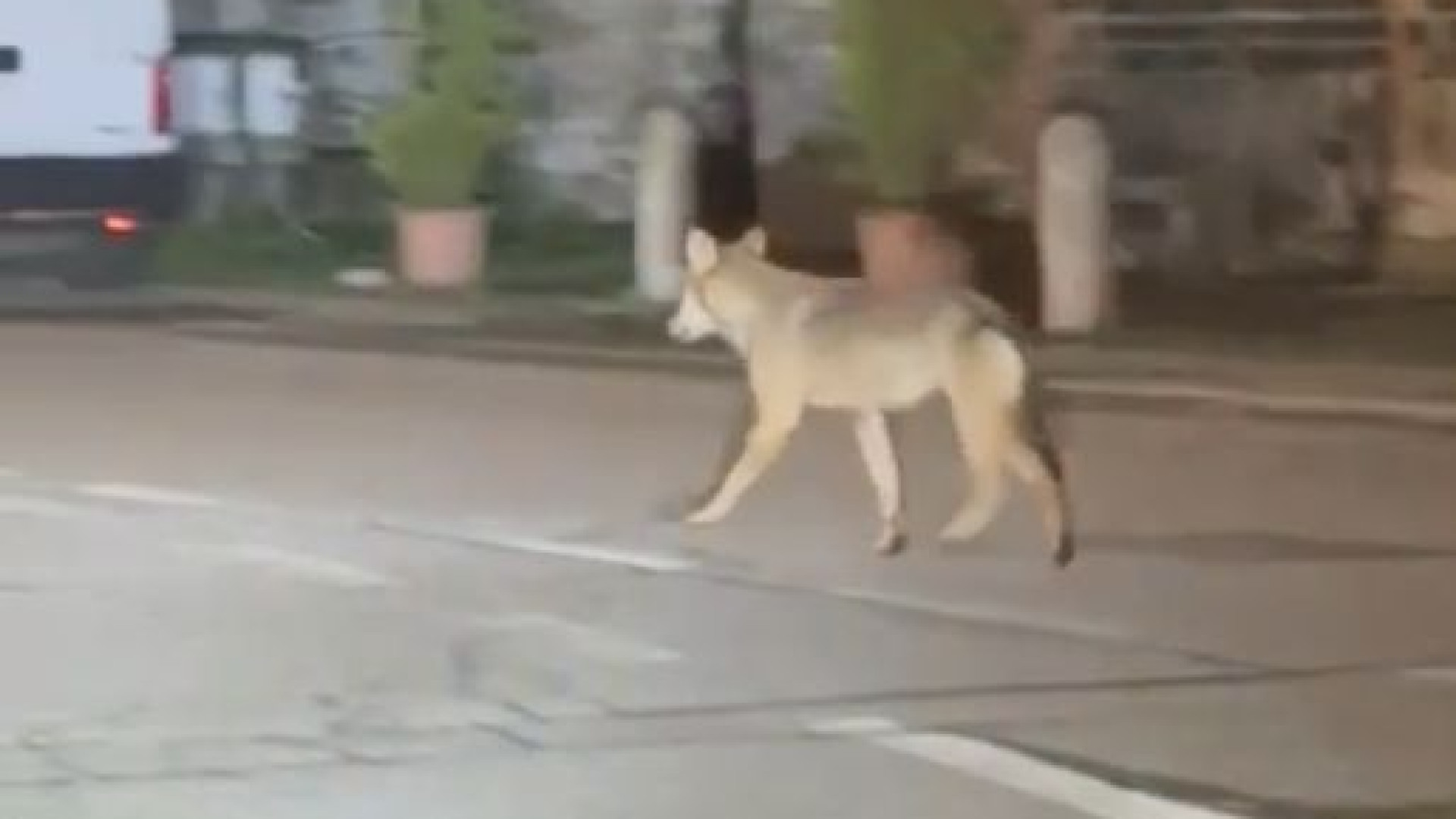 Lupo a passeggio in centro a Perino. L'esperto: "Non lasciate i cani liberi"