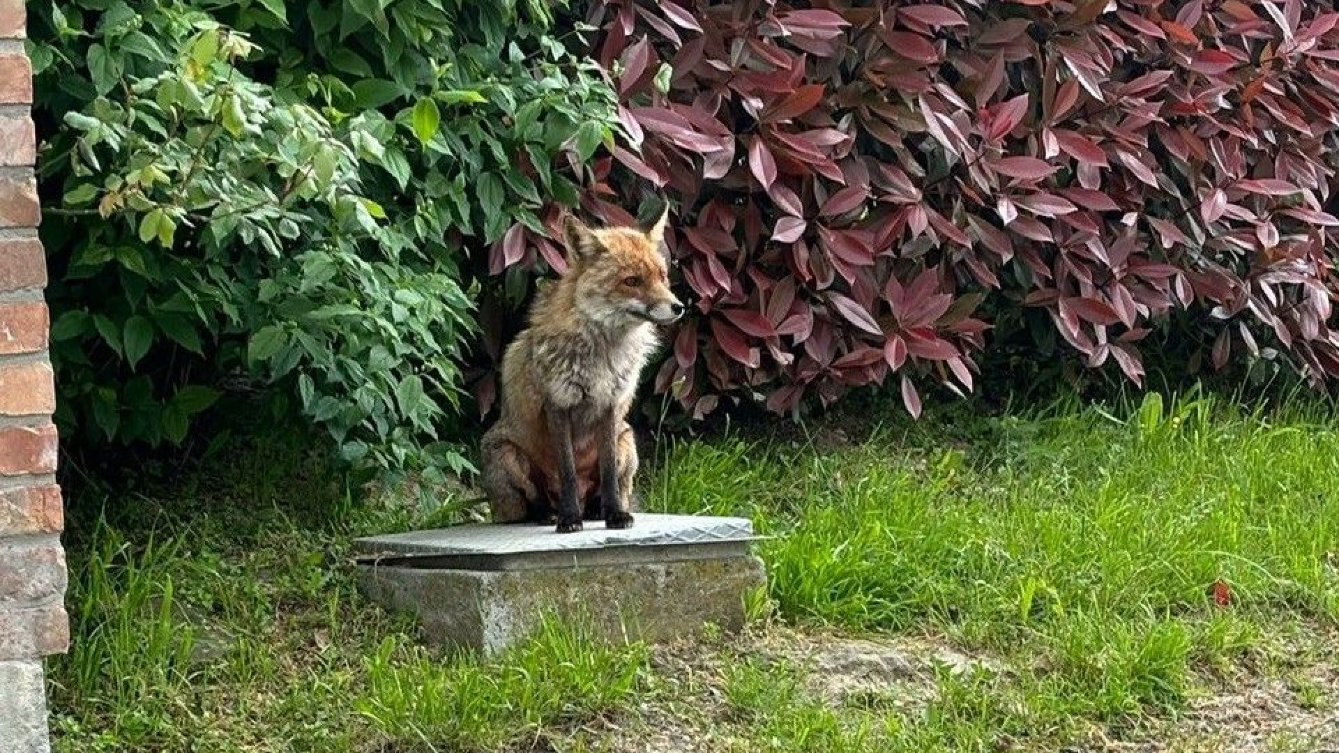 Volpe "adottata" dai residenti di un borgo piacentino, come nella favola di Red e Toby