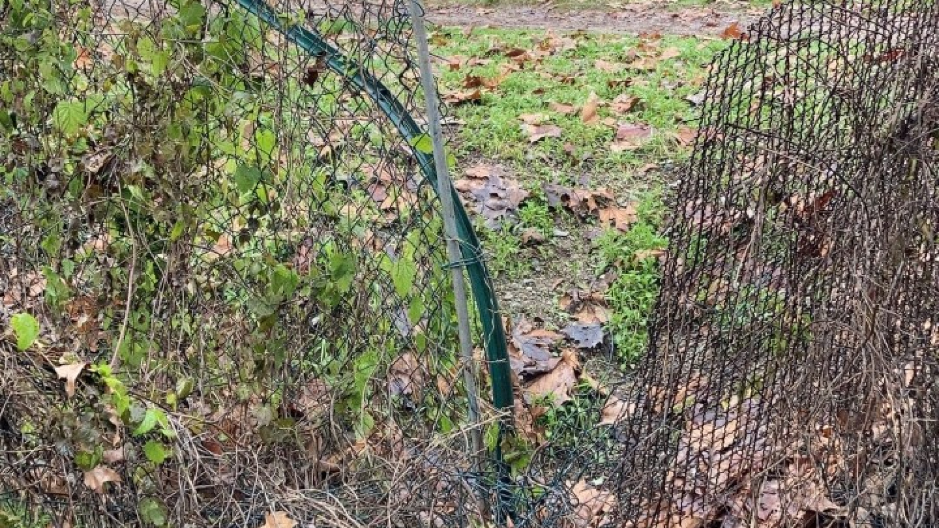 Vandali in azione all'orto frutteto di Santa Maria di Campagna