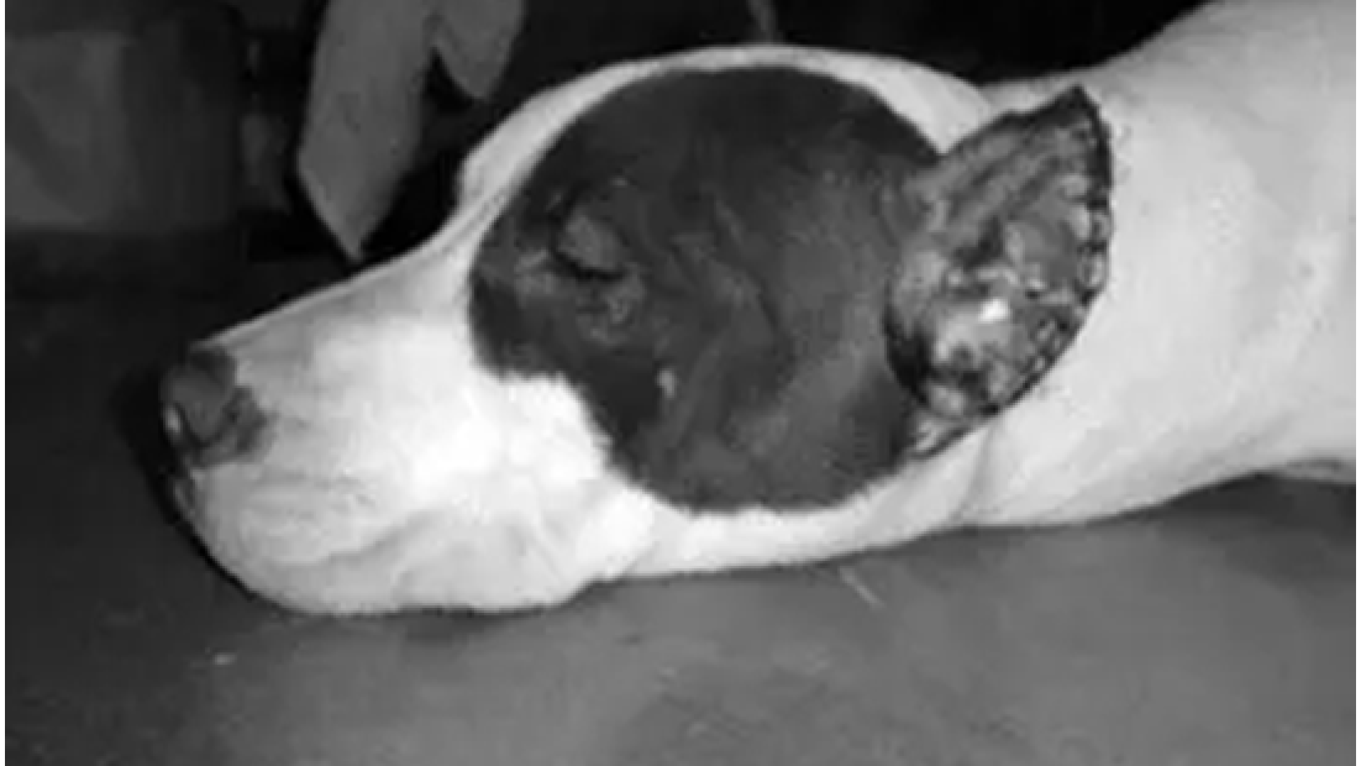 Tagliano le orecchie ai cani per farli sembrare più aggressivi: tre denunce